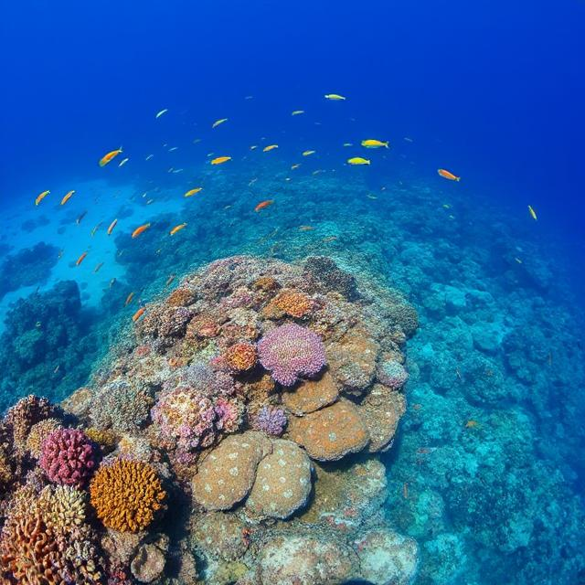 Roatán Barrier Reef Snorkeling: Dive Into an Underwater Wonderland!