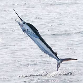  Roatán Deep Sea Fishing: Marlin, Wahoo & More! Up to 4 People