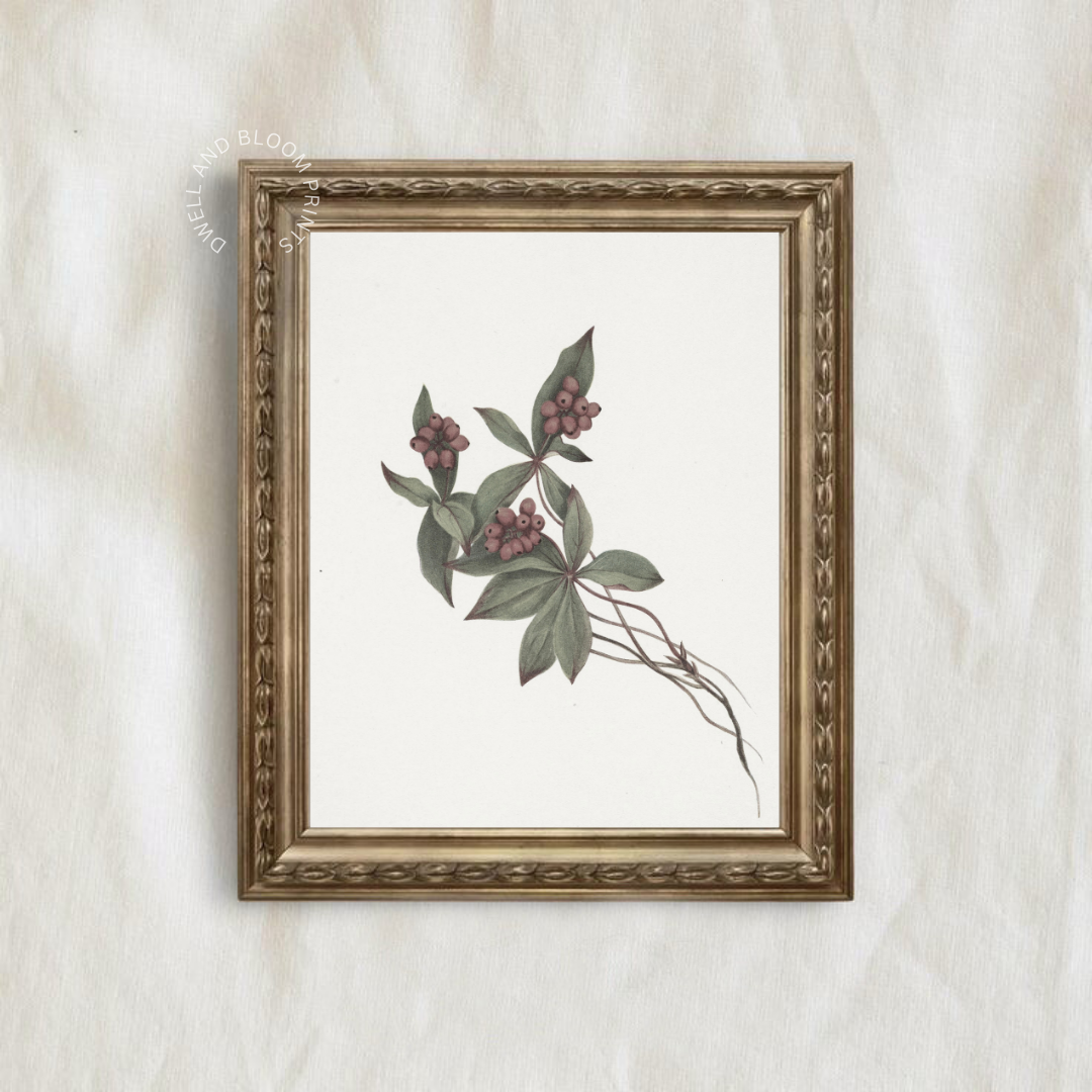 Vintage Botanical Art Print | Antique Botanical Illustration