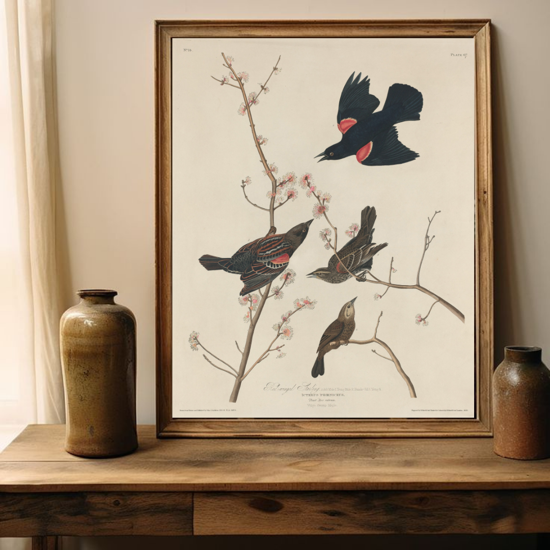 Vintage Bird Illustration Art Print | Antique Bird Drawing Printable Wall Art