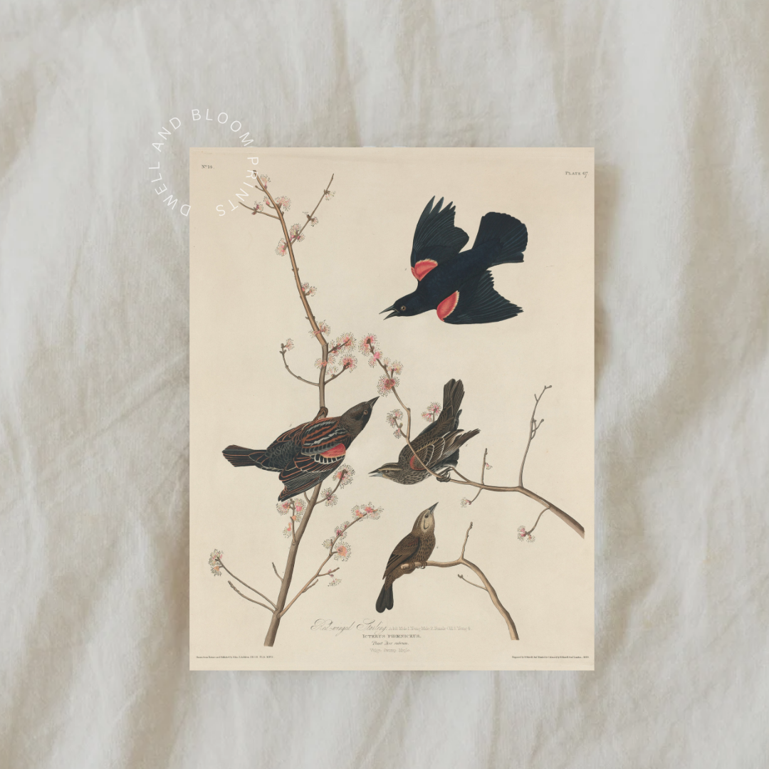 Vintage Bird Illustration Art Print | Antique Bird Drawing Printable Wall Art
