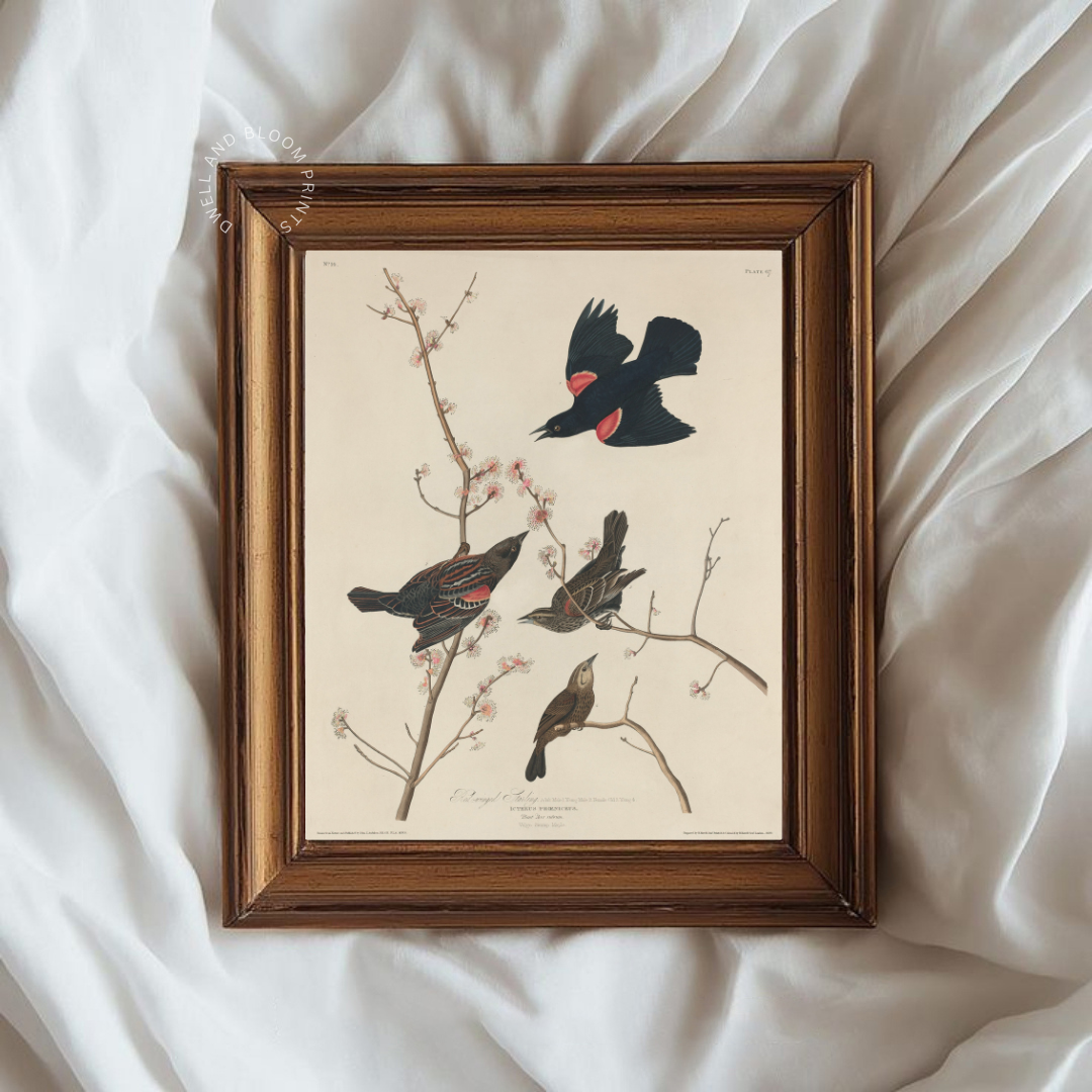 Vintage Bird Illustration Art Print | Antique Bird Drawing Printable Wall Art