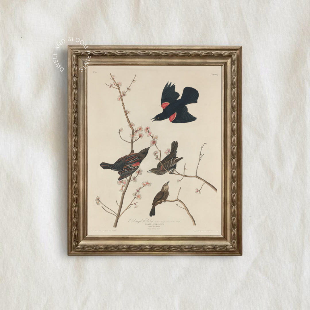 Vintage Bird Illustration Art Print | Antique Bird Drawing Printable Wall Art