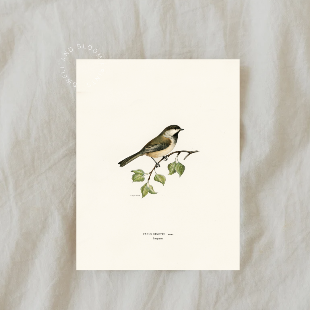 Vintage Bird Illustration Art Print | Antique Bird Drawing Printable Wall Art