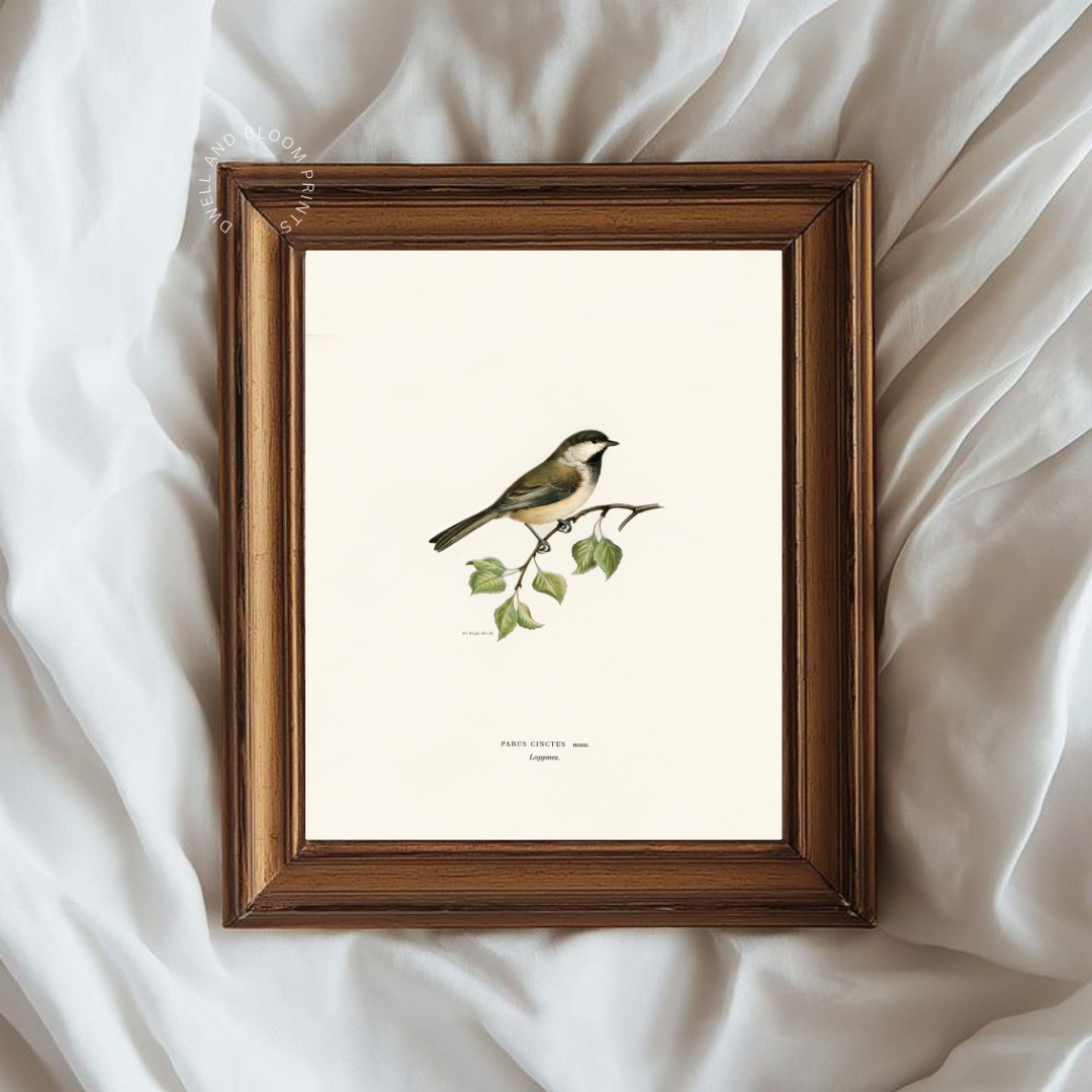 Vintage Bird Illustration Art Print | Antique Bird Drawing Printable Wall Art