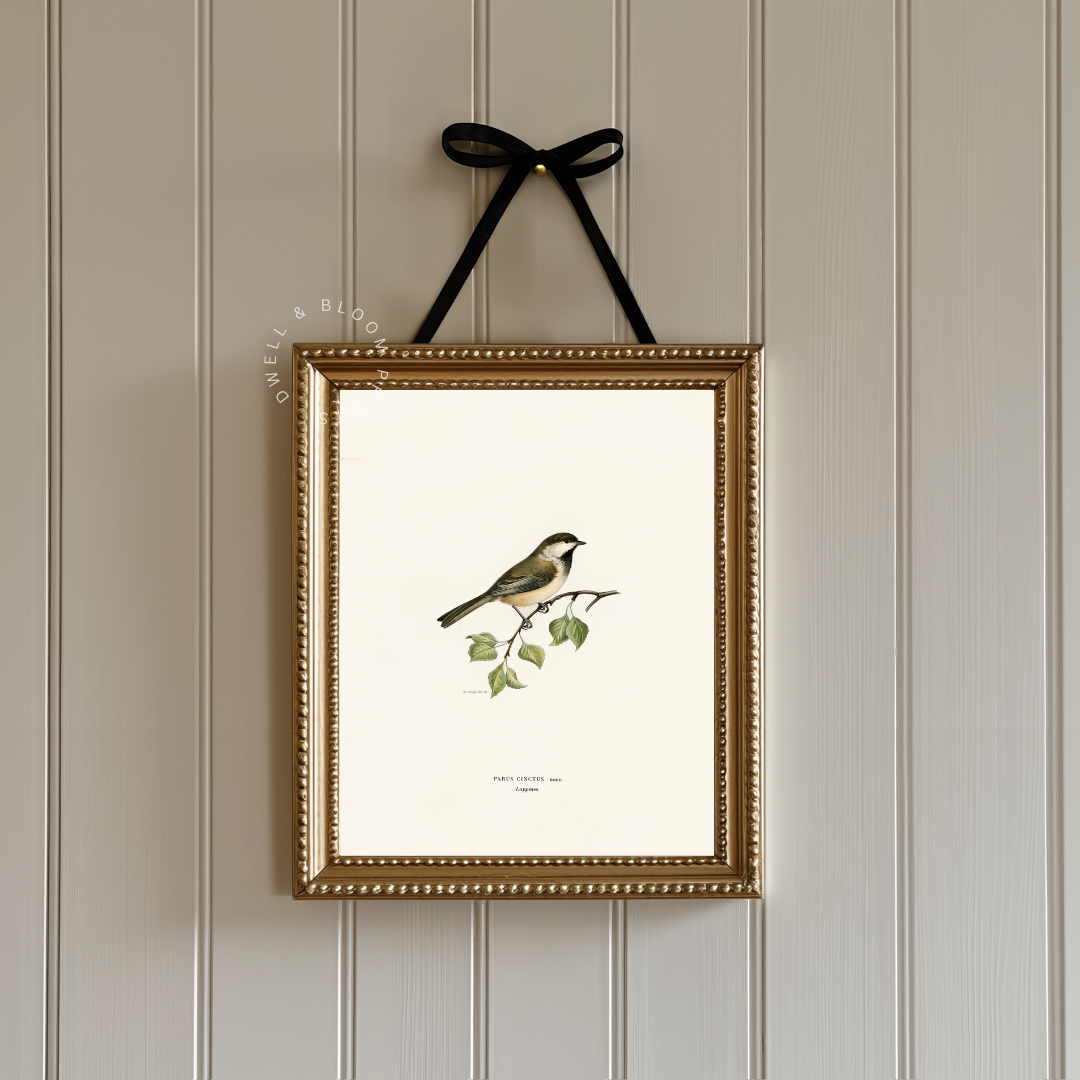 Vintage Bird Illustration Art Print | Antique Bird Drawing Printable Wall Art