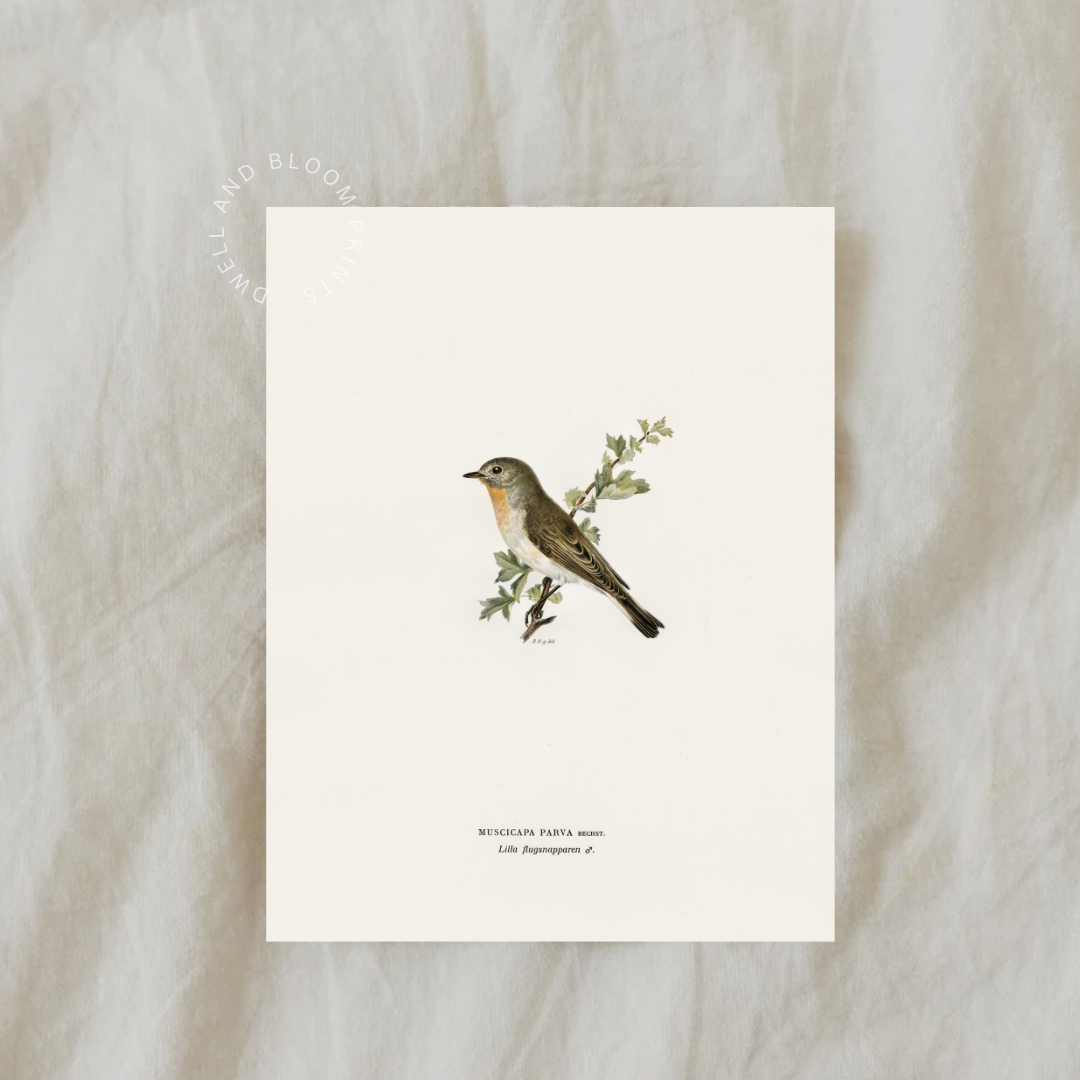 Antique Bird Art Print | Vintage Bird Drawing Art