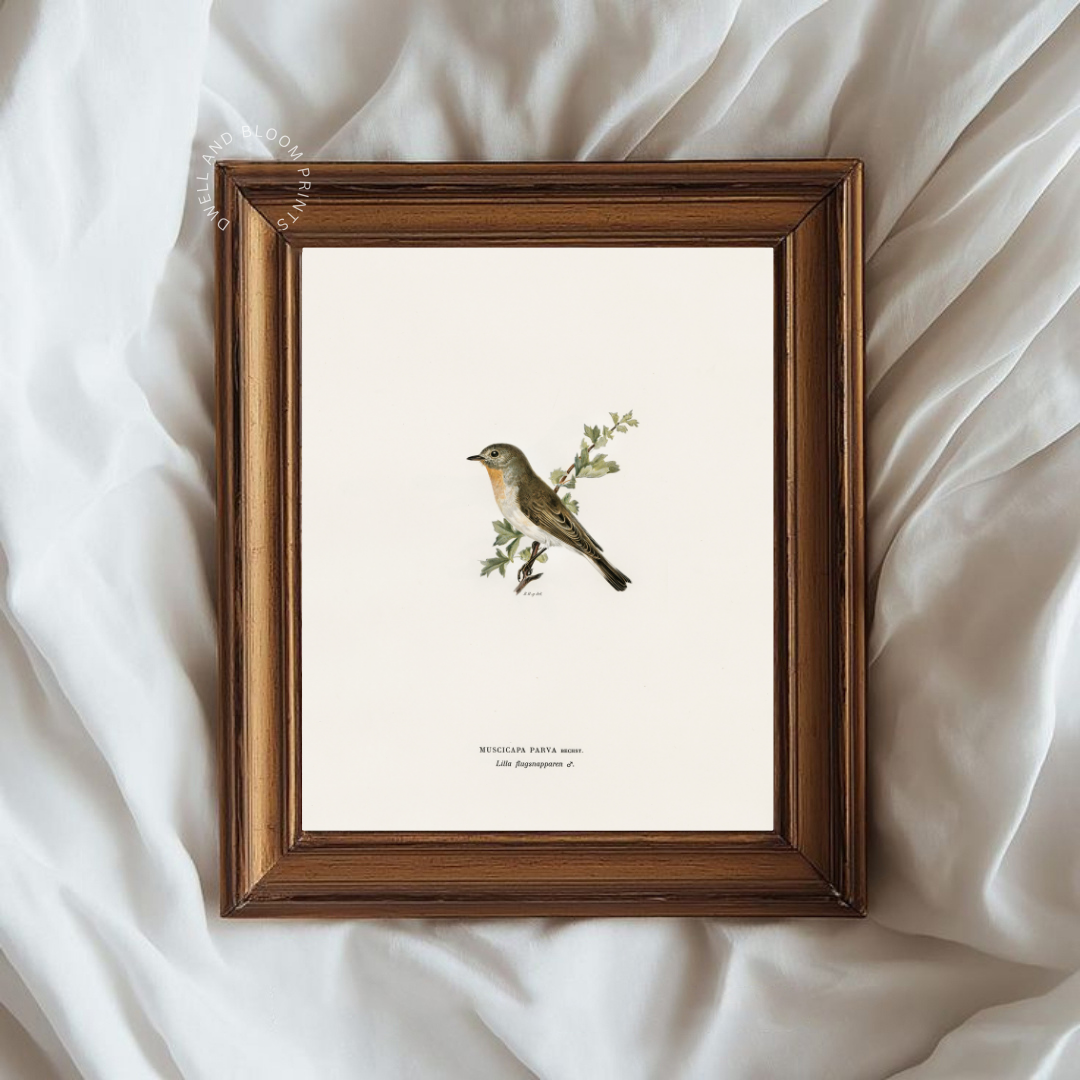 Antique Bird Art Print | Vintage Bird Drawing Art