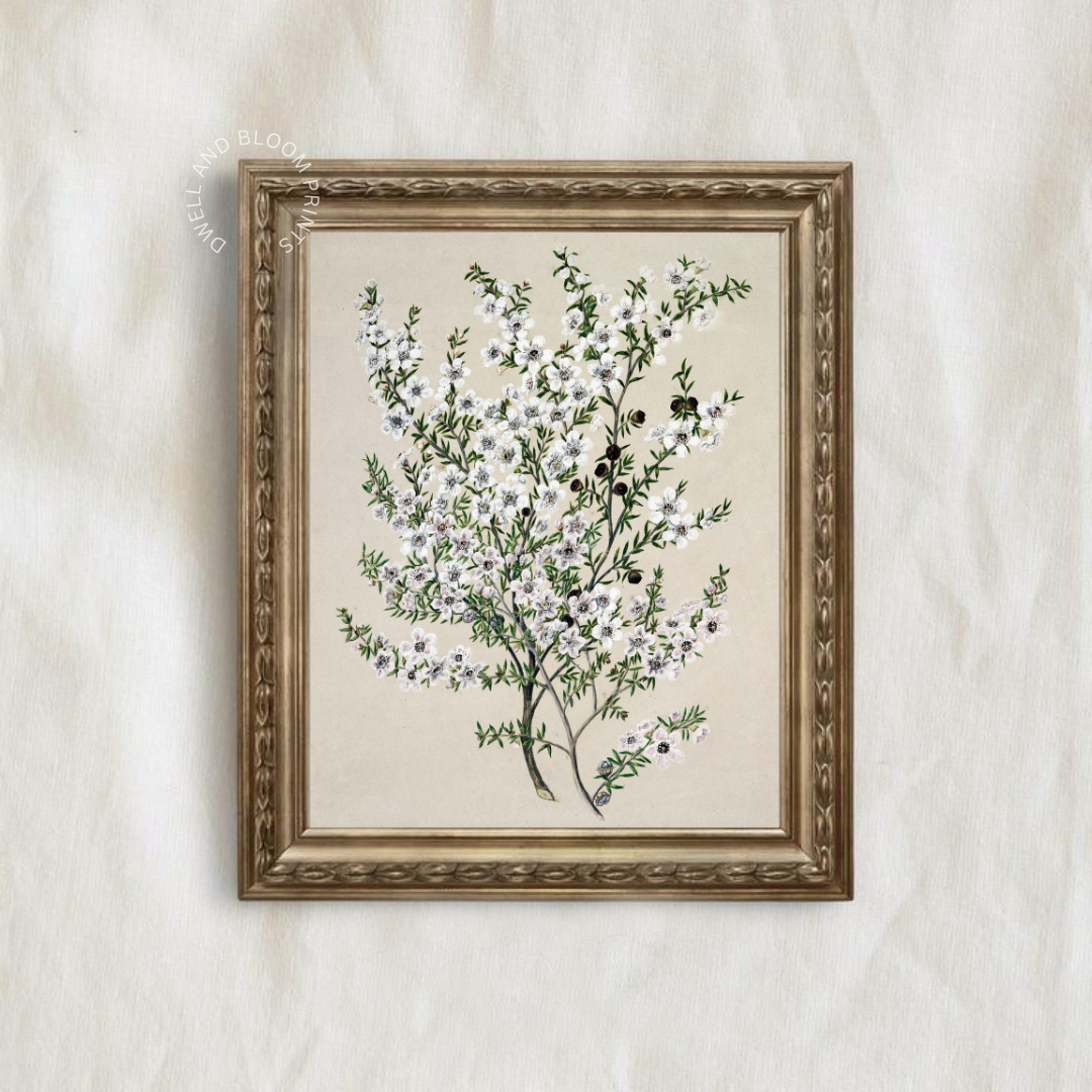 Vintage Botanical Art Print | Vintage Flower Drawing