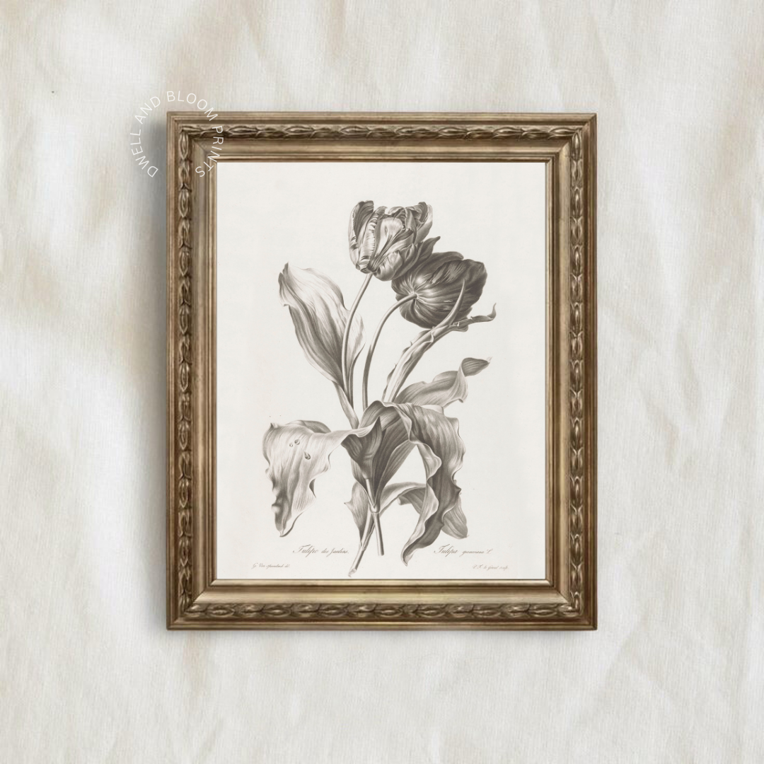 Vintage Neutral Botanical Art Print | Vintage Tulip Drawing 