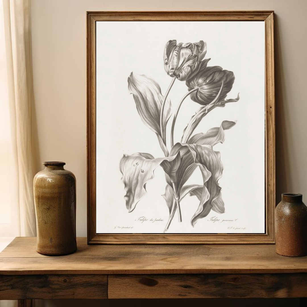 Vintage Neutral Botanical Art Print | Vintage Tulip Drawing 