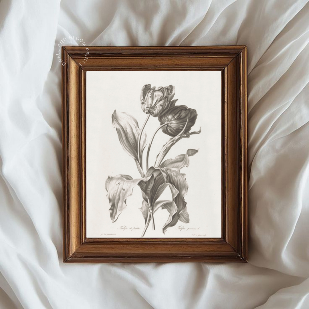 Vintage Neutral Botanical Art Print | Vintage Tulip Drawing 