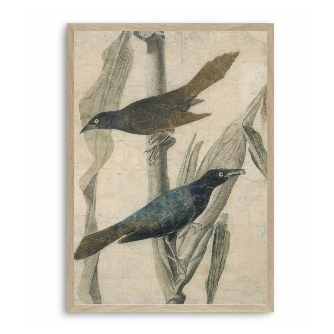 Vintage Crow Art Print | Vintage Bird Wall Art