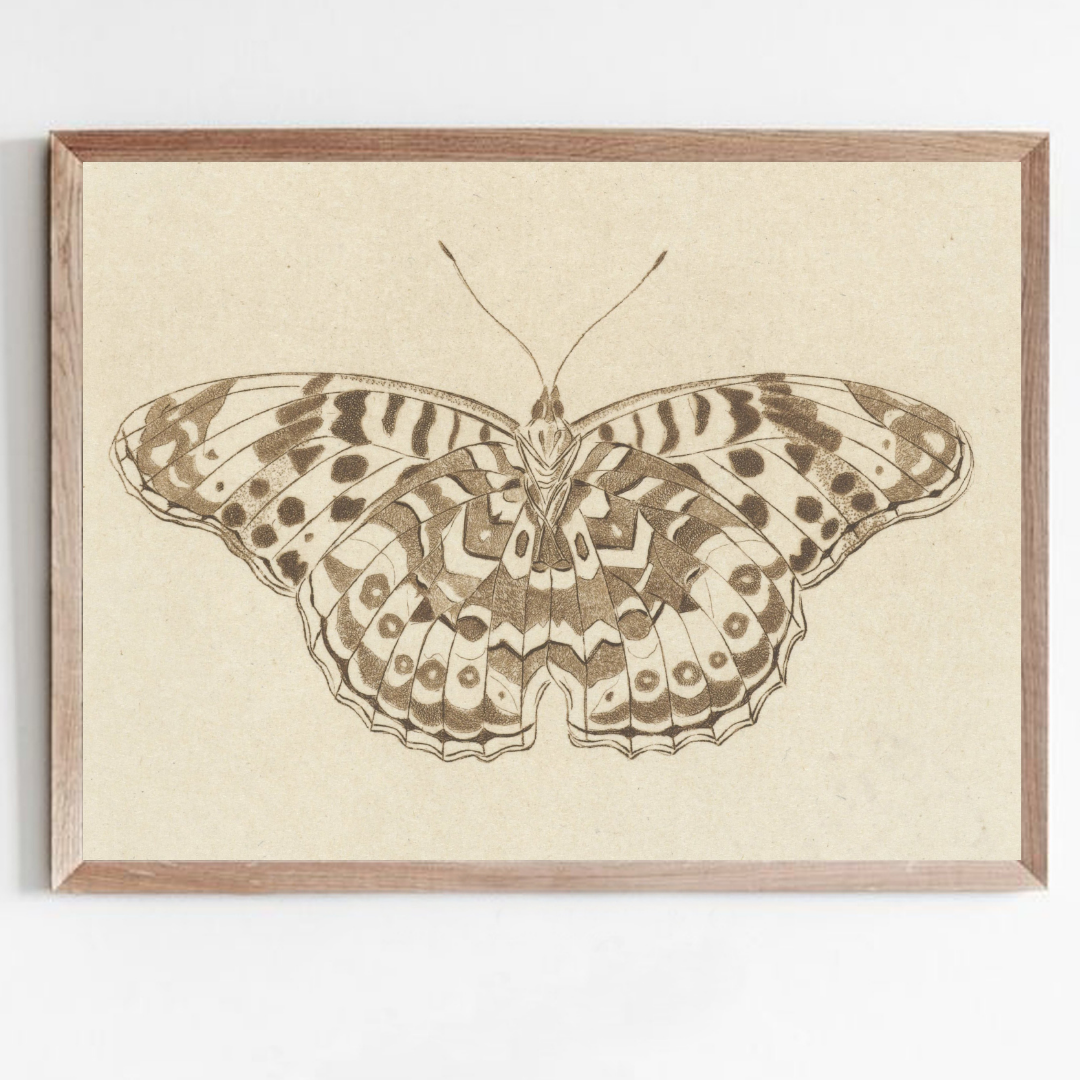 Antique Butterfly Sketch Printable Wall Art | Vintage Butterfly Art Print