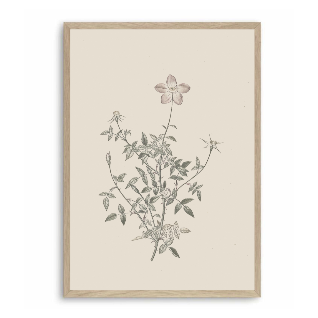 Vintage Neutral Botanical Print | Neutral Botanical Wall Art