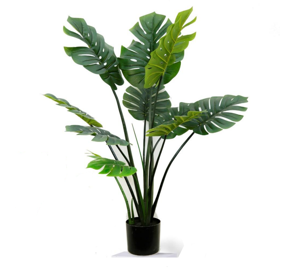 Monstera Deliciosa 120cm