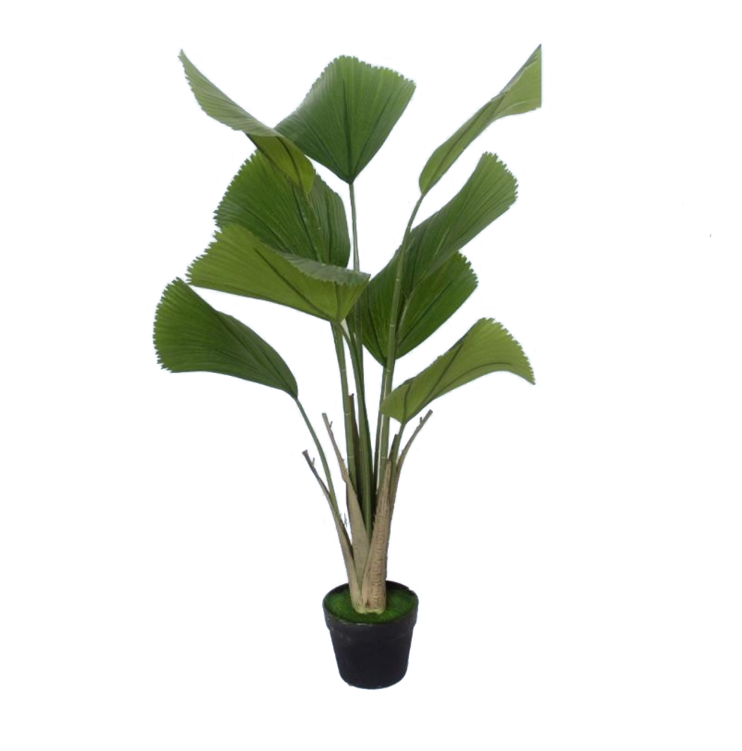 Palmier Licuala 100cm