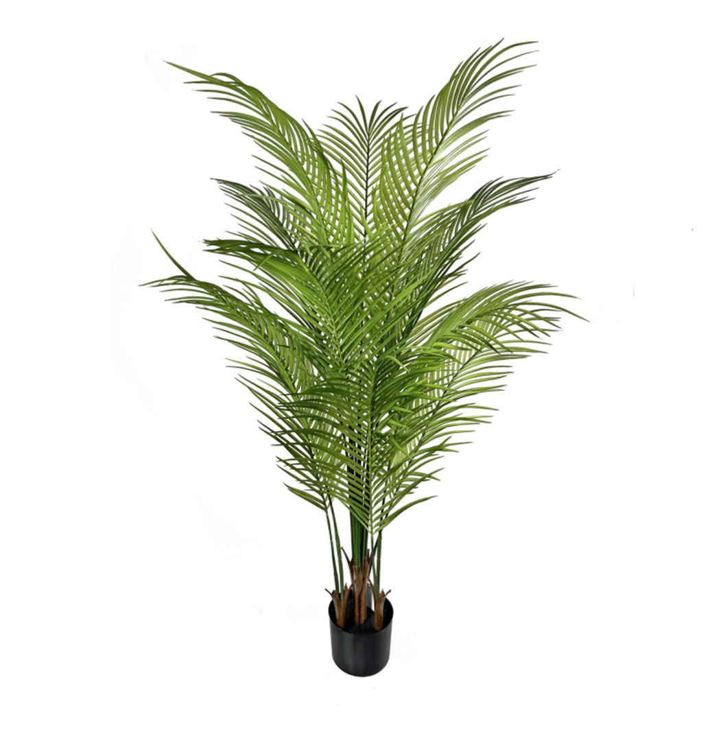 Palmier Areca 120cm
