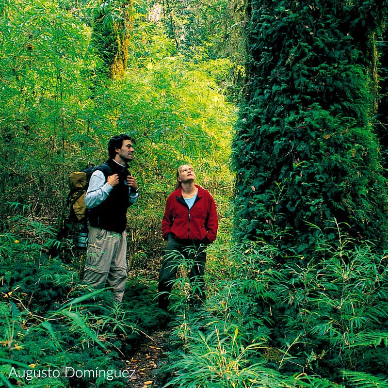 Parque Nacional Pumalín Douglas Tompkins