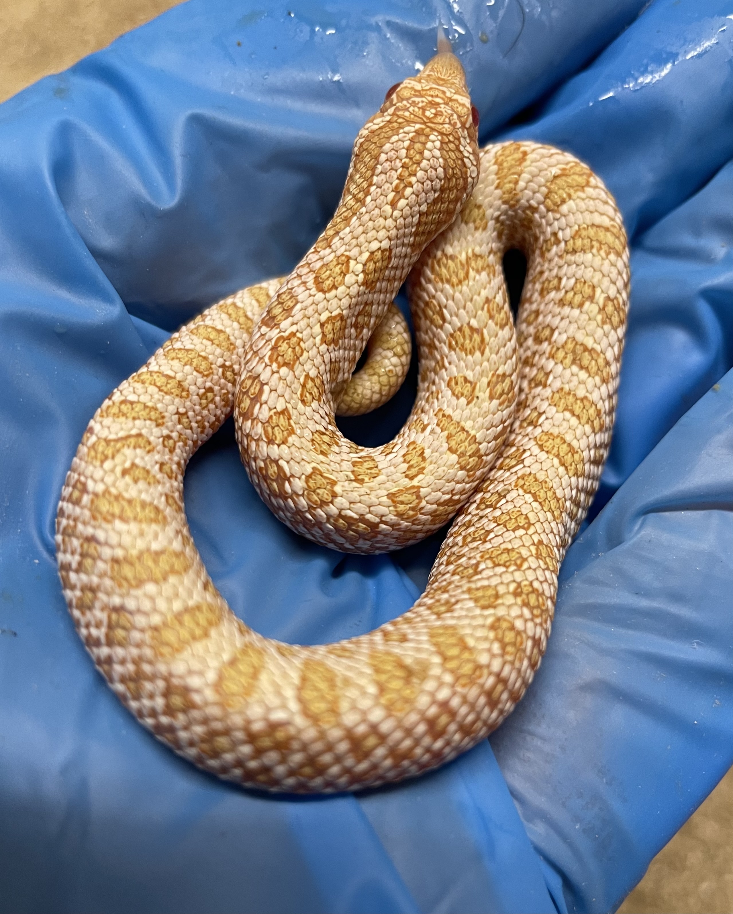 ♂️ Arctic Albino