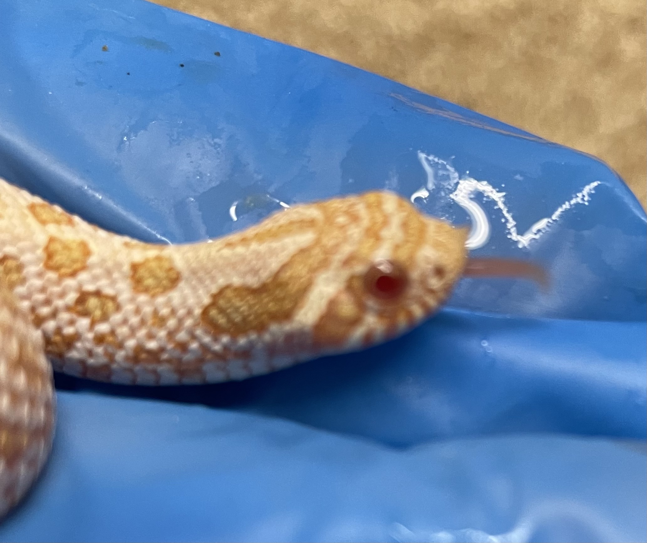 ♂️ Arctic Albino