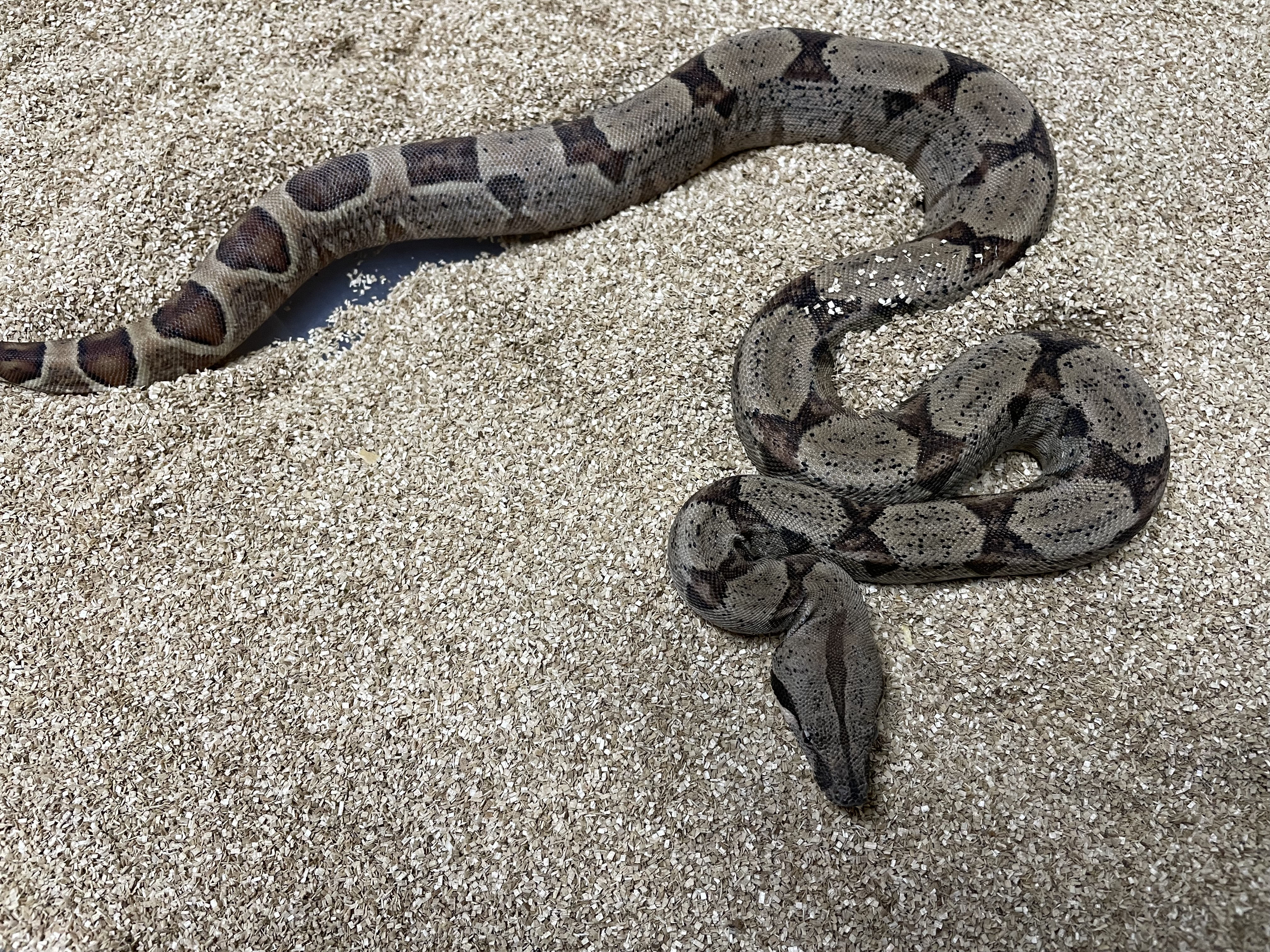 ♀️ Hypo Het Moonglow (DH Anery T1  Albino Kahl)