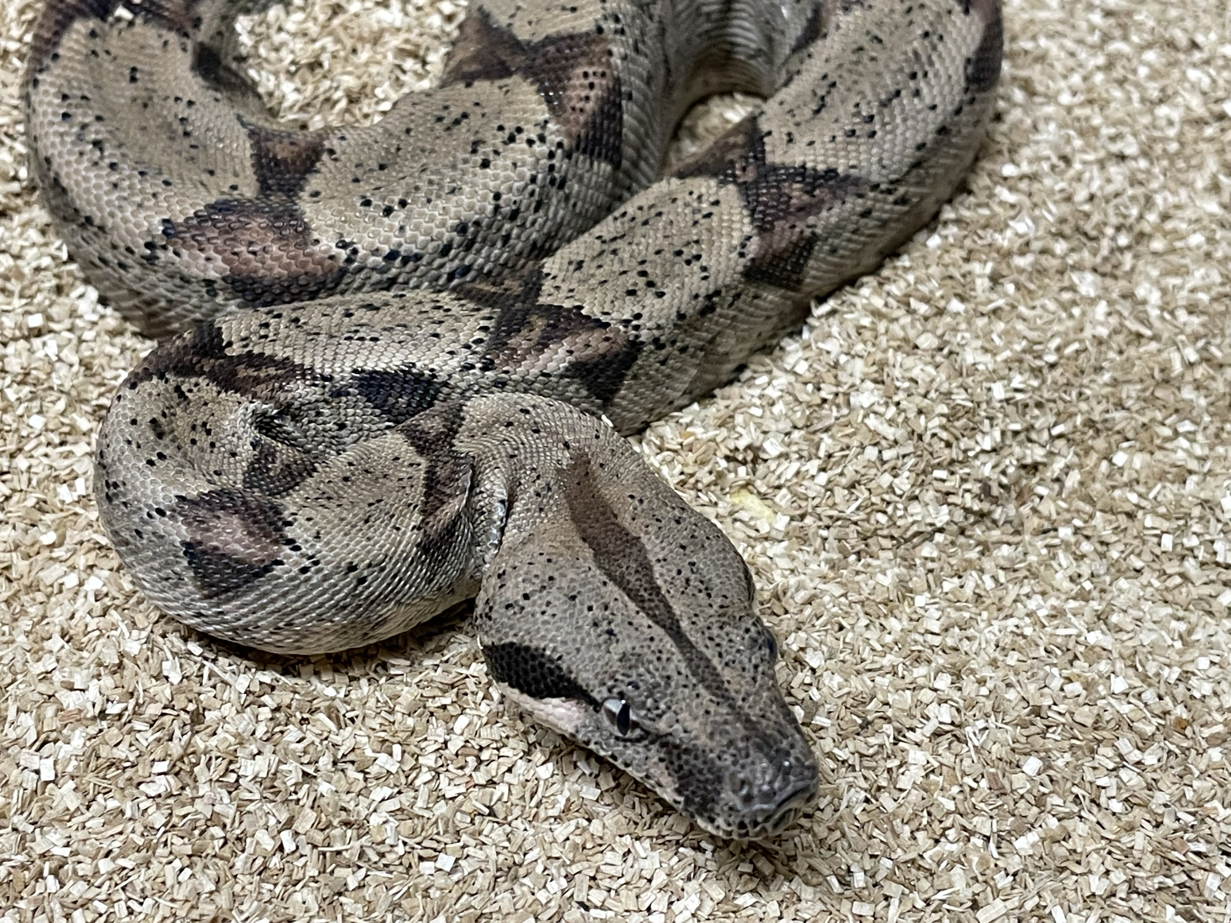 ♀️ Hypo Het Moonglow (DH Anery T1  Albino Kahl)