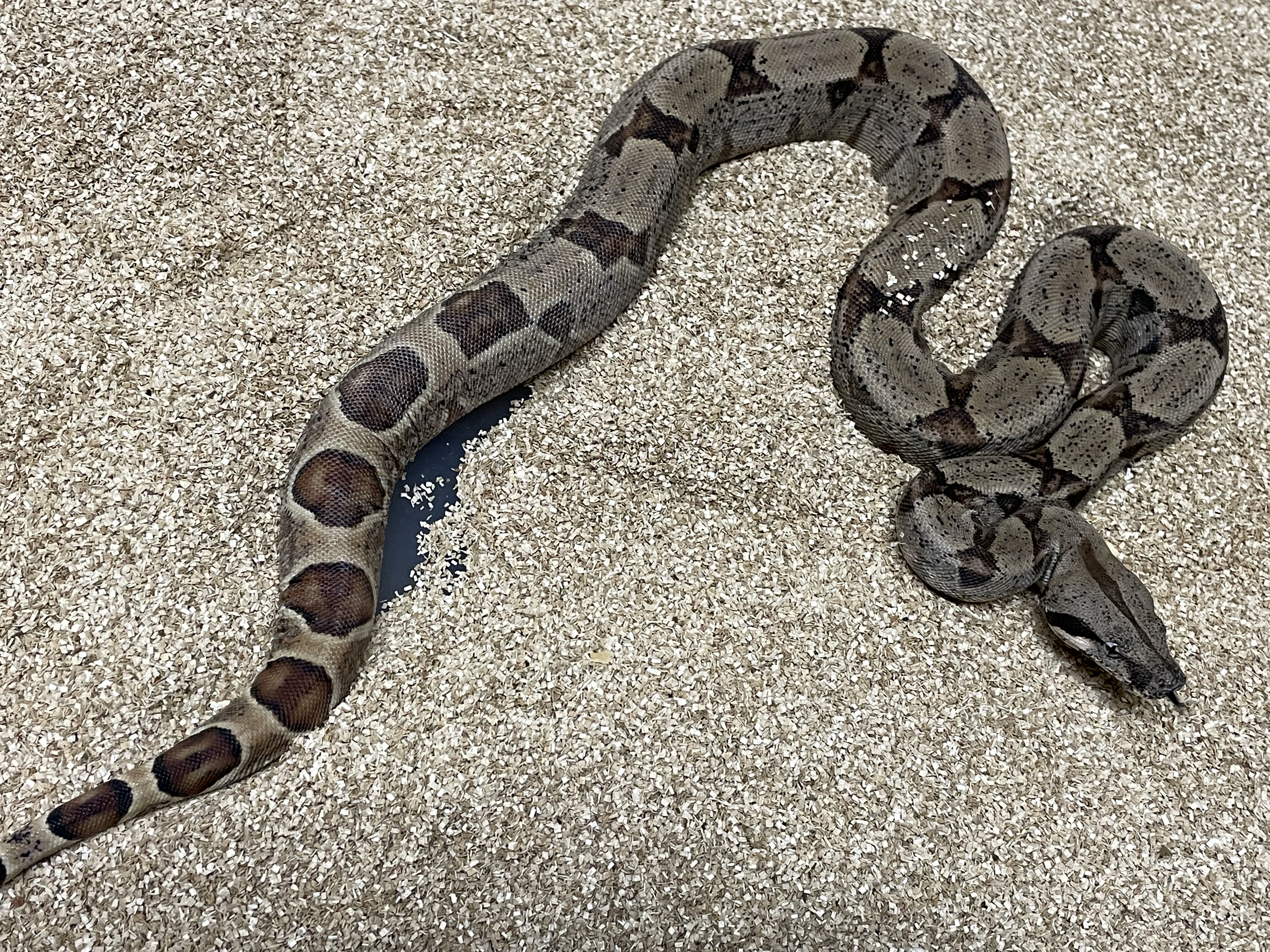 ♀️ Hypo Het Moonglow (DH Anery T1  Albino Kahl)