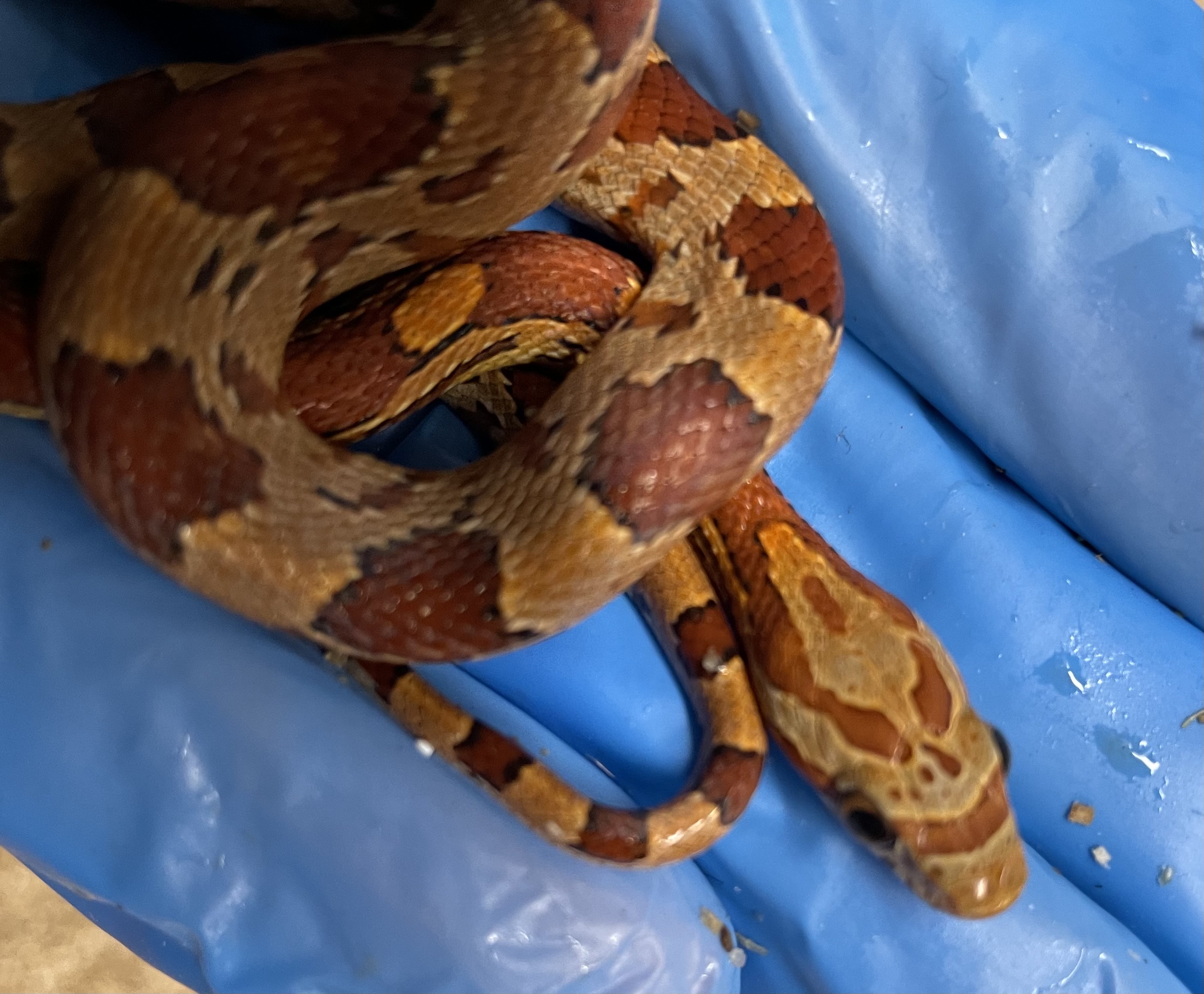 ♂️ DH Stripe Diffused Pos Hets Amel Caramel Sunkissed