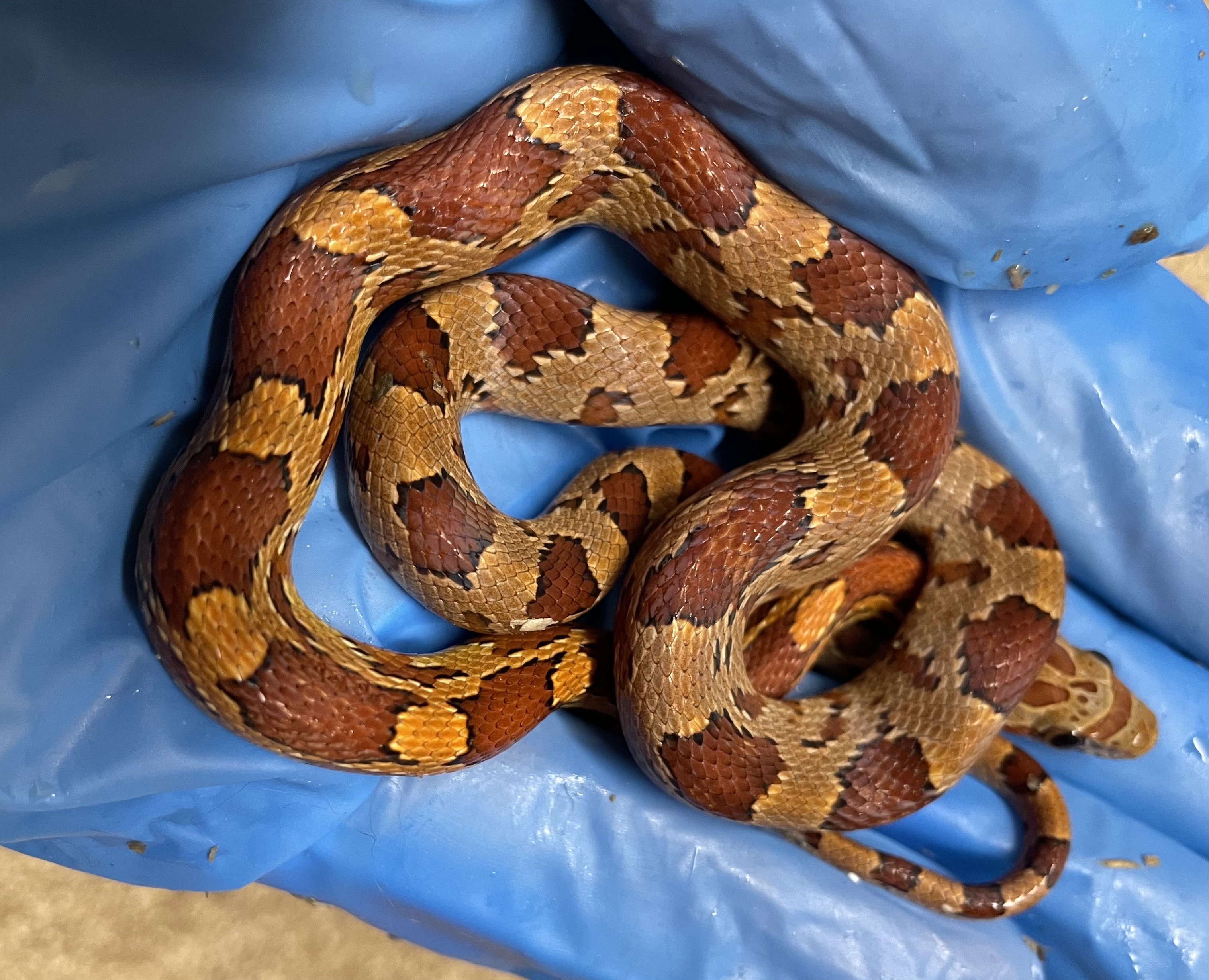 ♂️ DH Stripe Diffused Pos Hets Amel Caramel Sunkissed