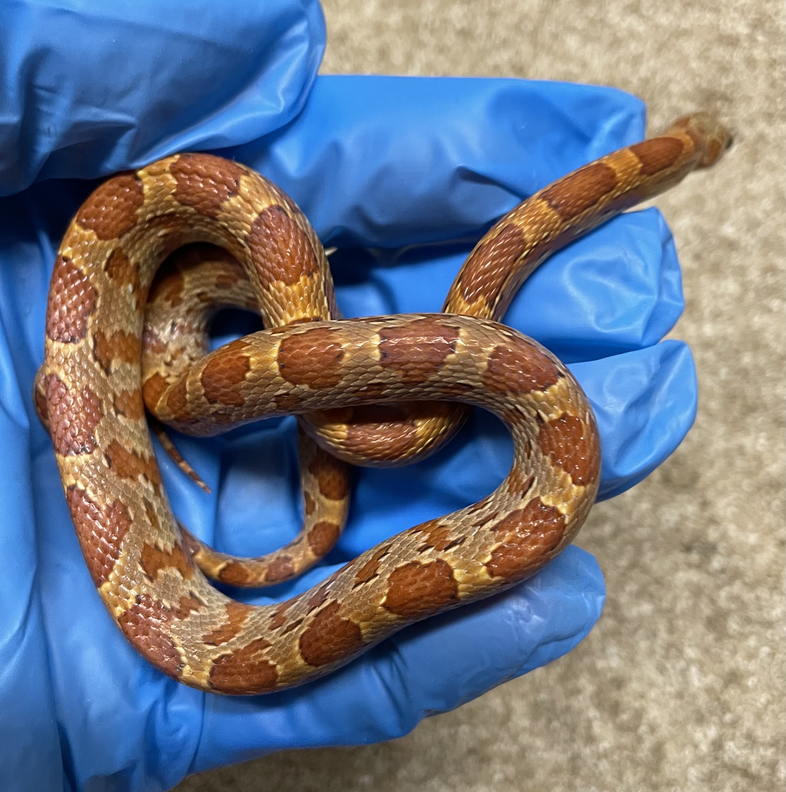 ♂️ DH Stripe Diffused Pos Hets Amel Caramel Sunkissed