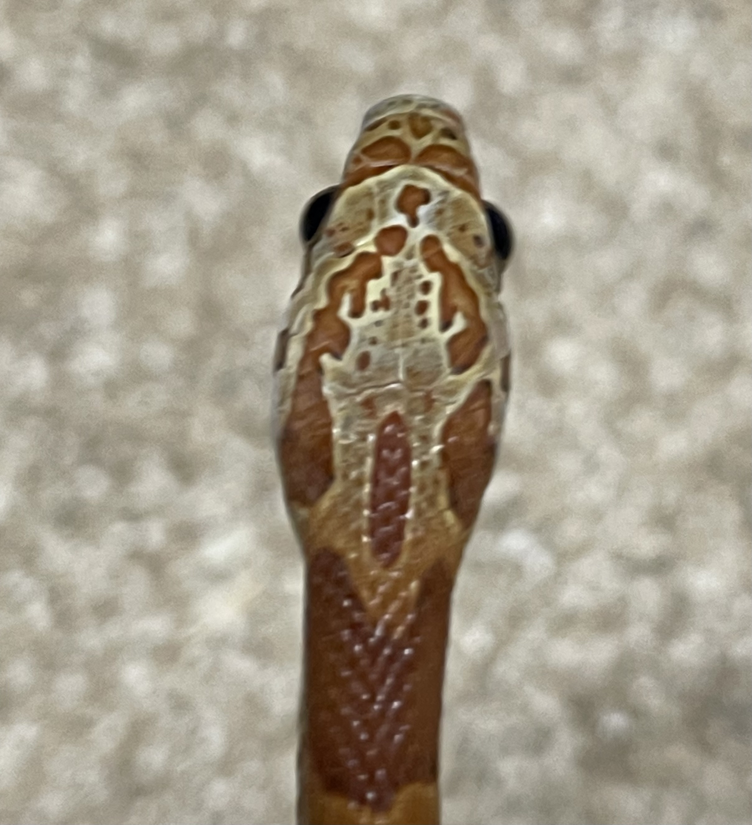 ♂️ DH Stripe Diffused Pos Hets Amel Caramel Sunkissed