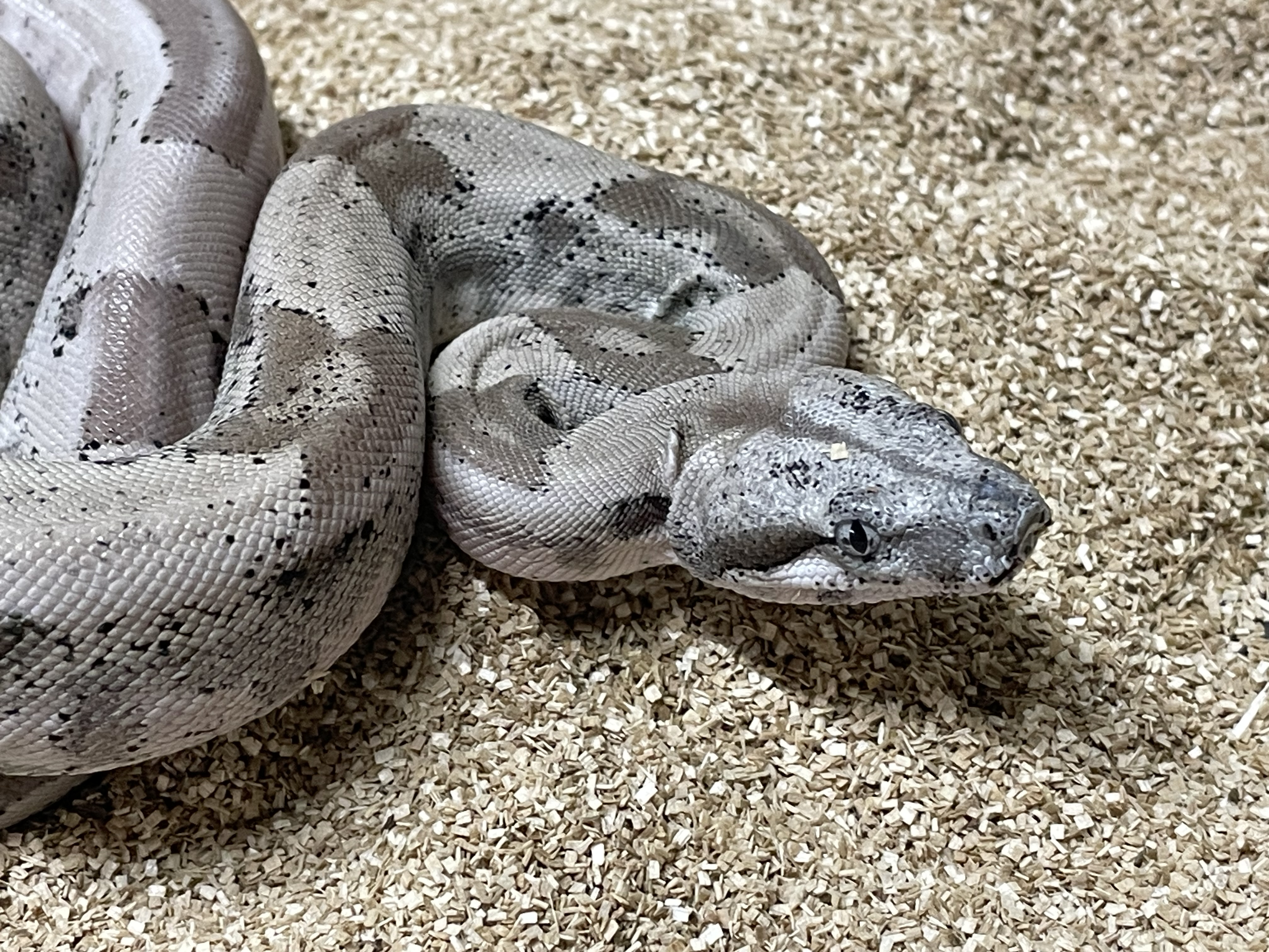 ♀️ Ghost Het Moonglow (Hypo Anery T1 Het Albino Kahl)