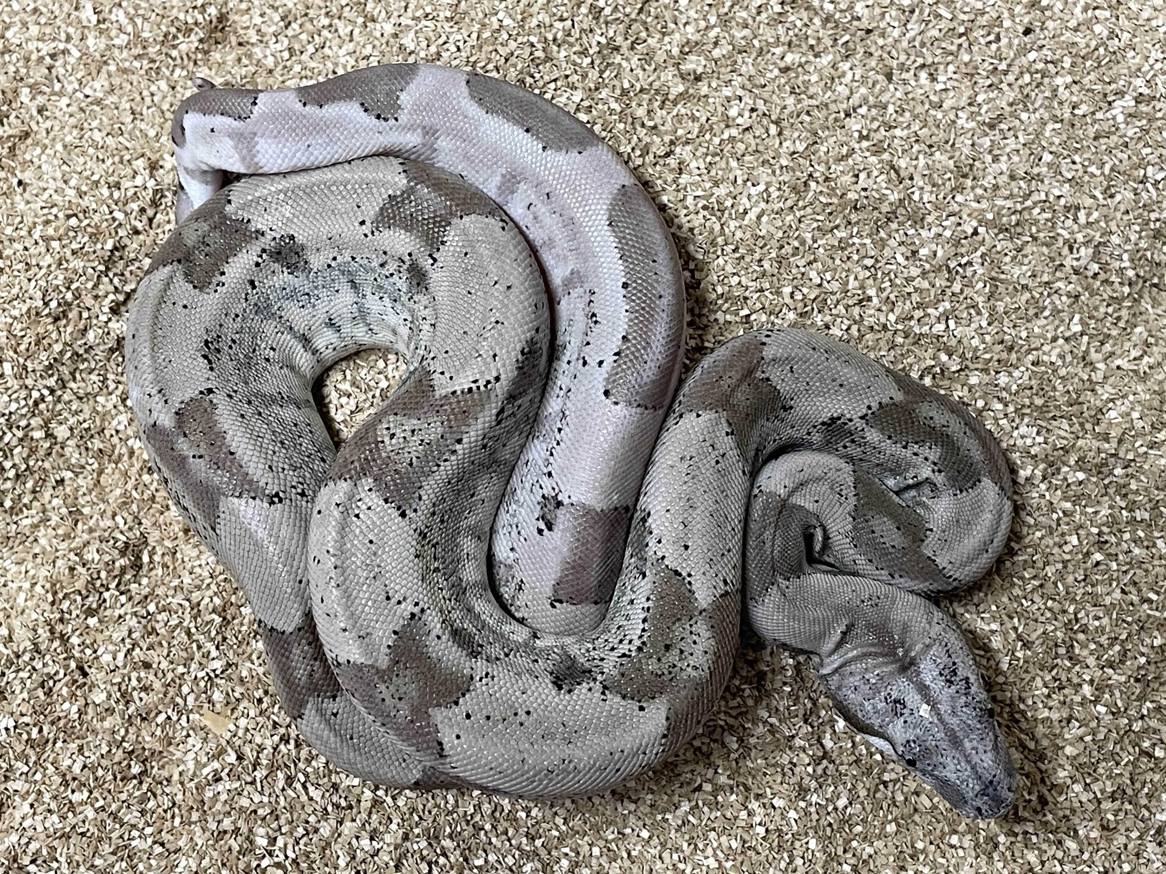 ♀️ Ghost Het Moonglow (Hypo Anery T1 Het Albino Kahl)