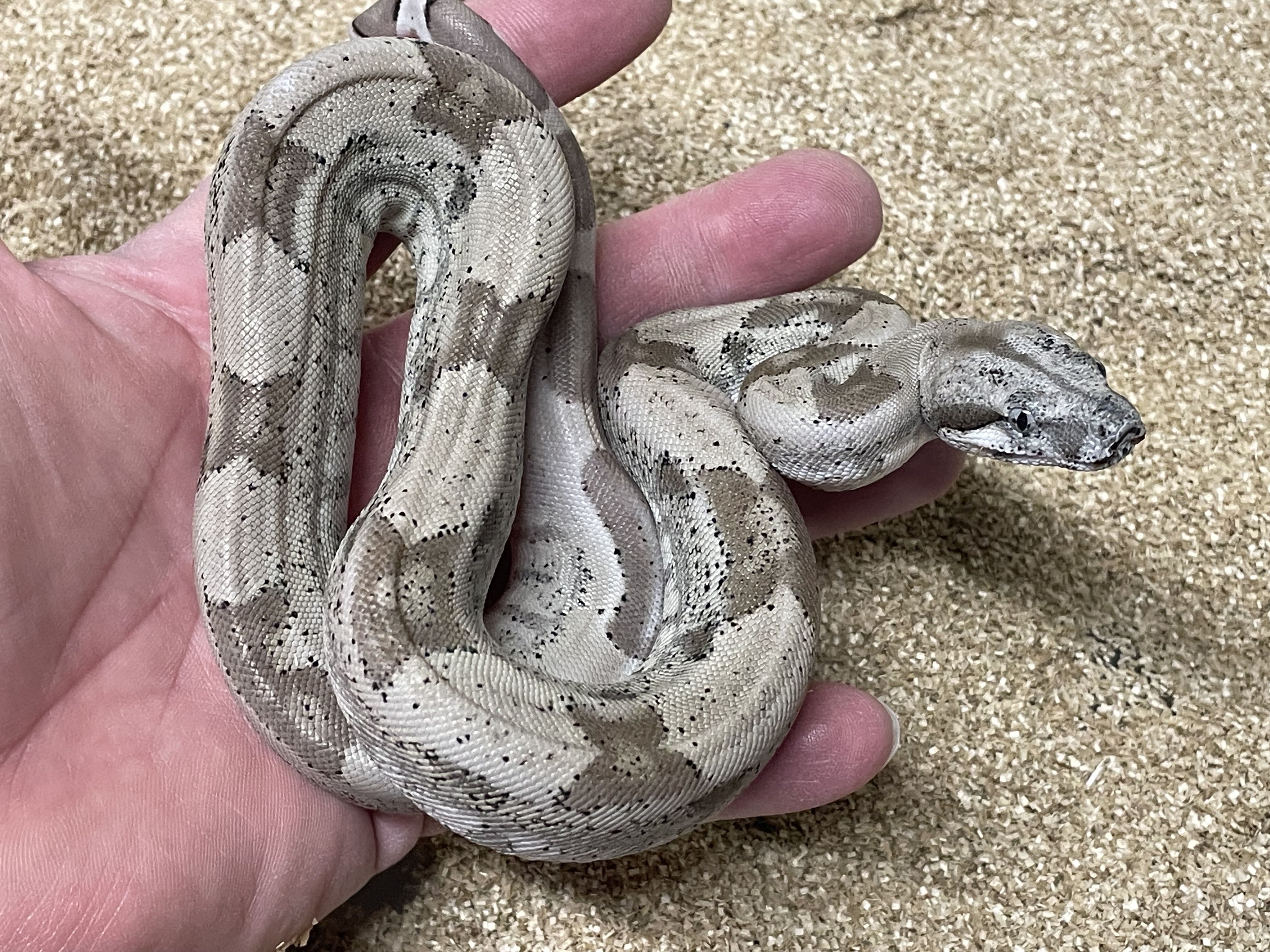 ♀️ Ghost Het Moonglow (Hypo Anery T1 Het Albino Kahl)