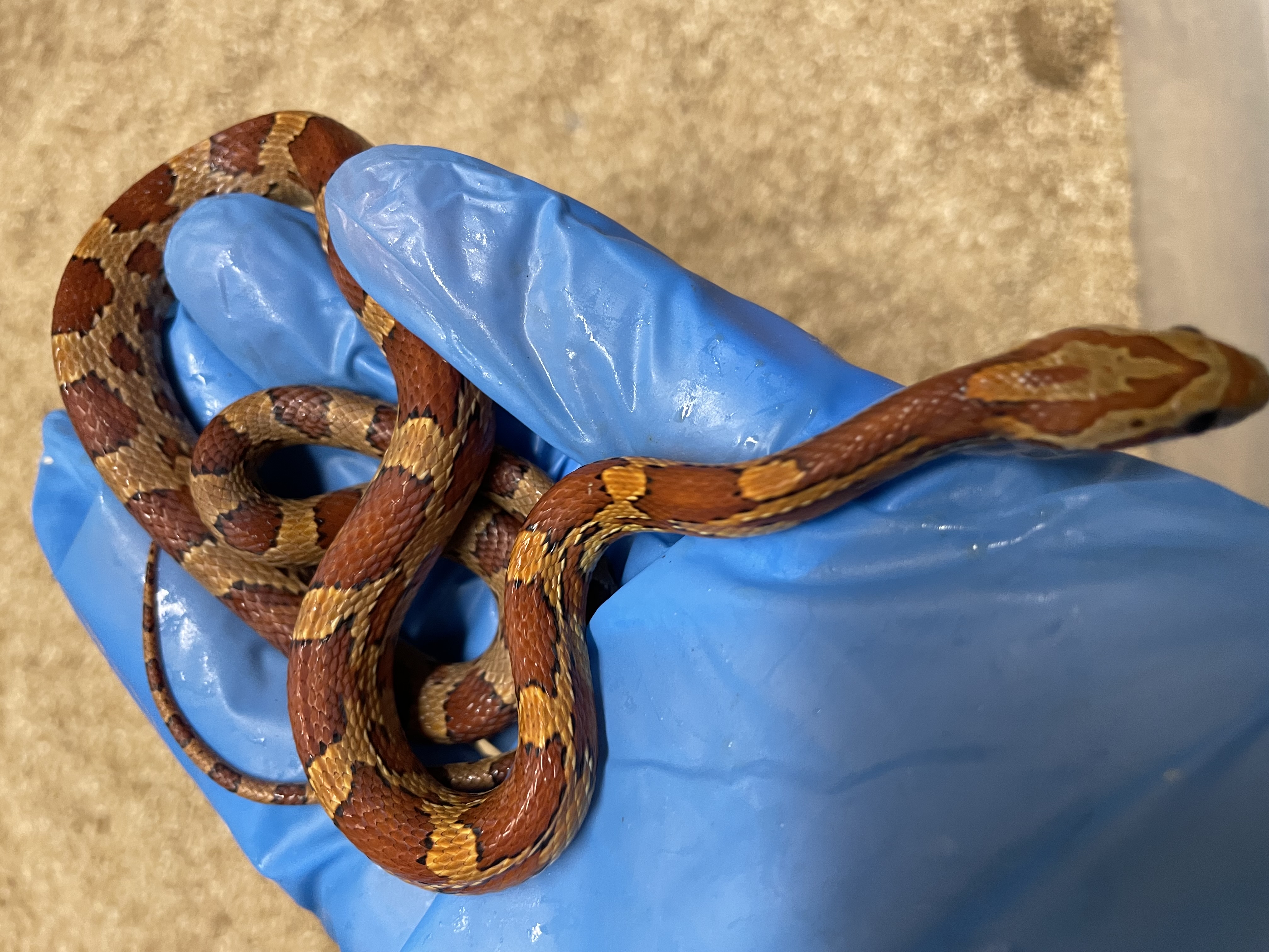 ♂️ DH Stripe Diffused Pos Hets Amel Caramel Sunkissed