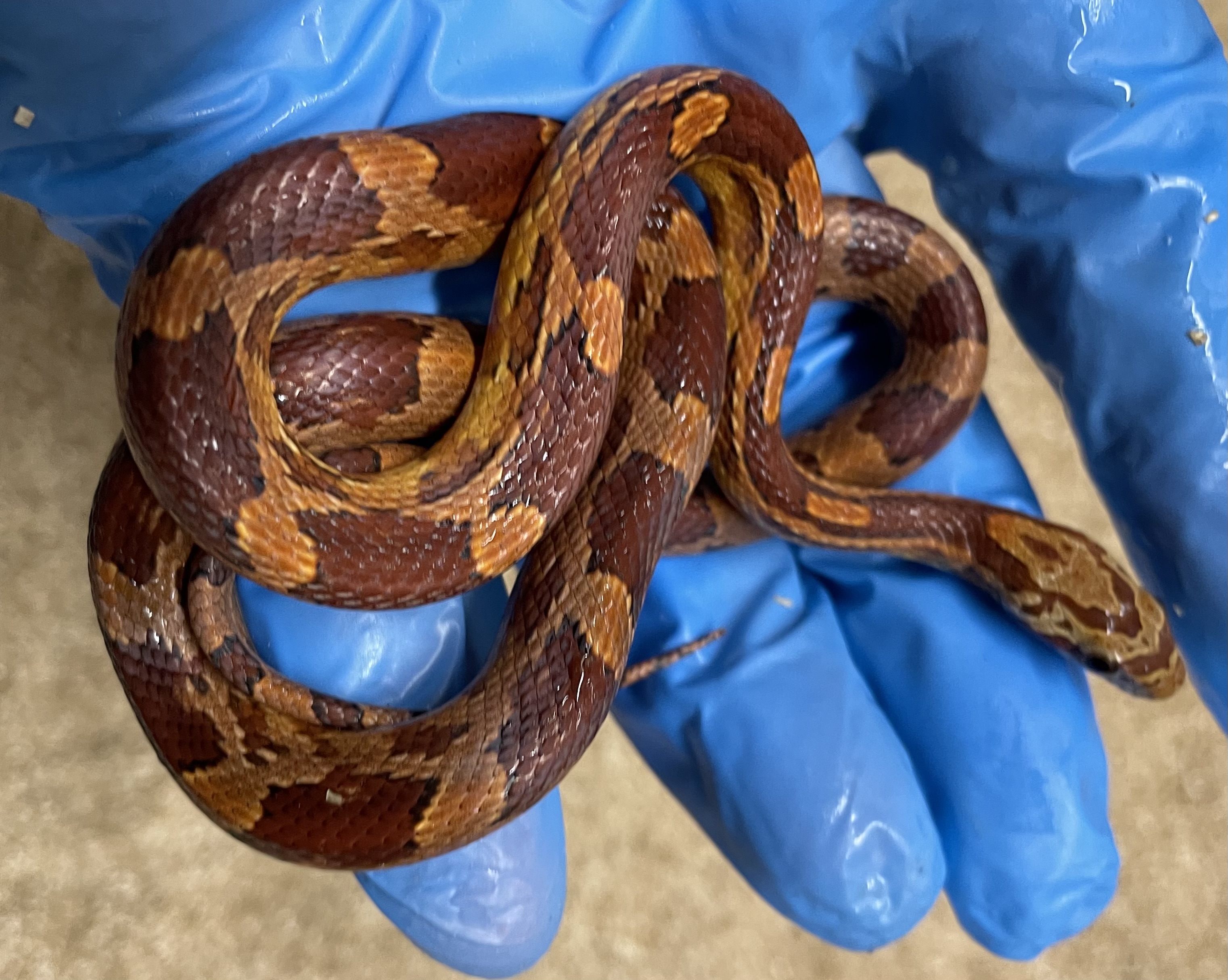 ♂️ DH Stripe Diffused Pos Hets Amel Caramel Sunkissed