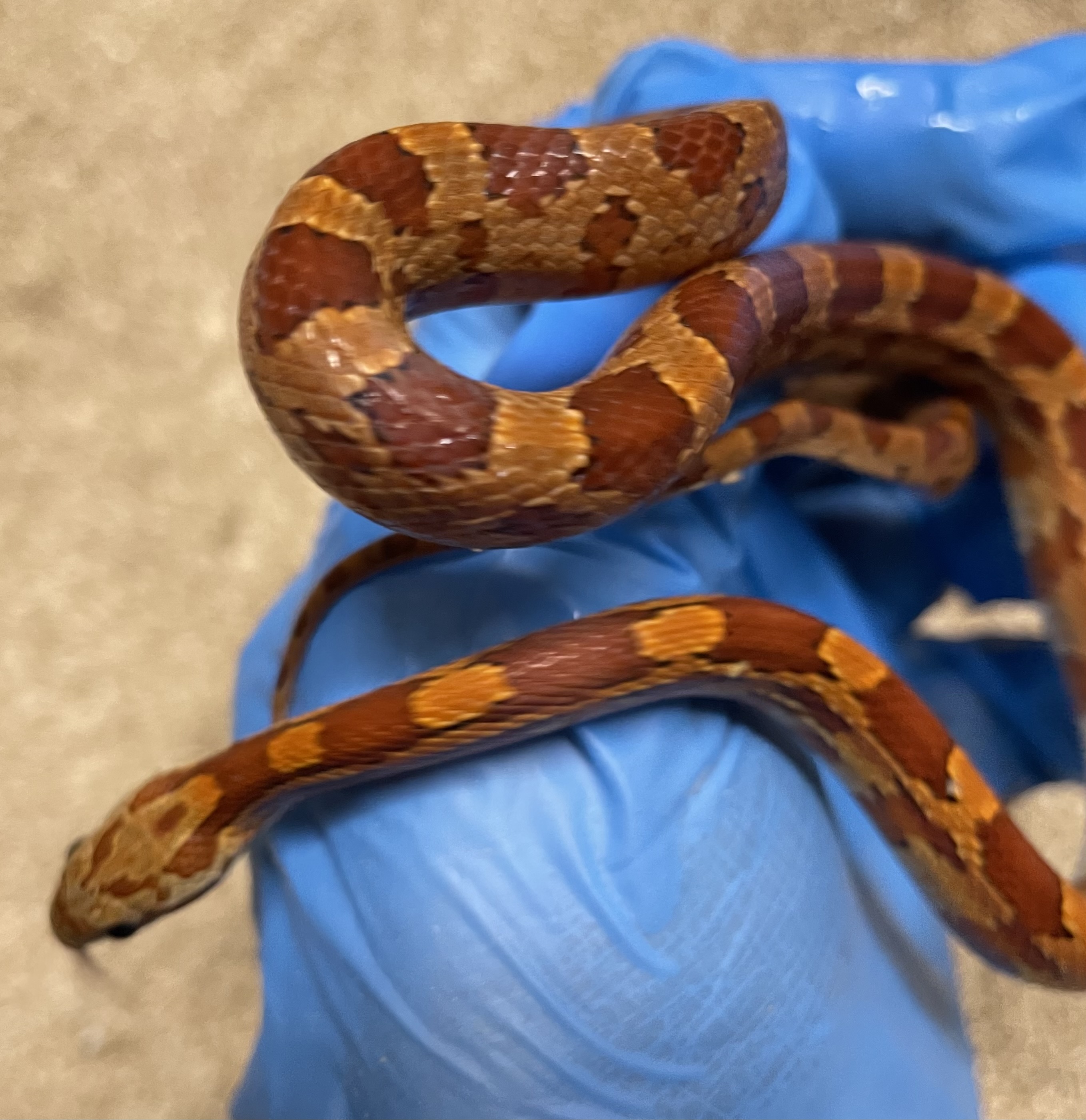 ♂️ DH Stripe Diffused Pos Hets Amel Caramel Sunkissed