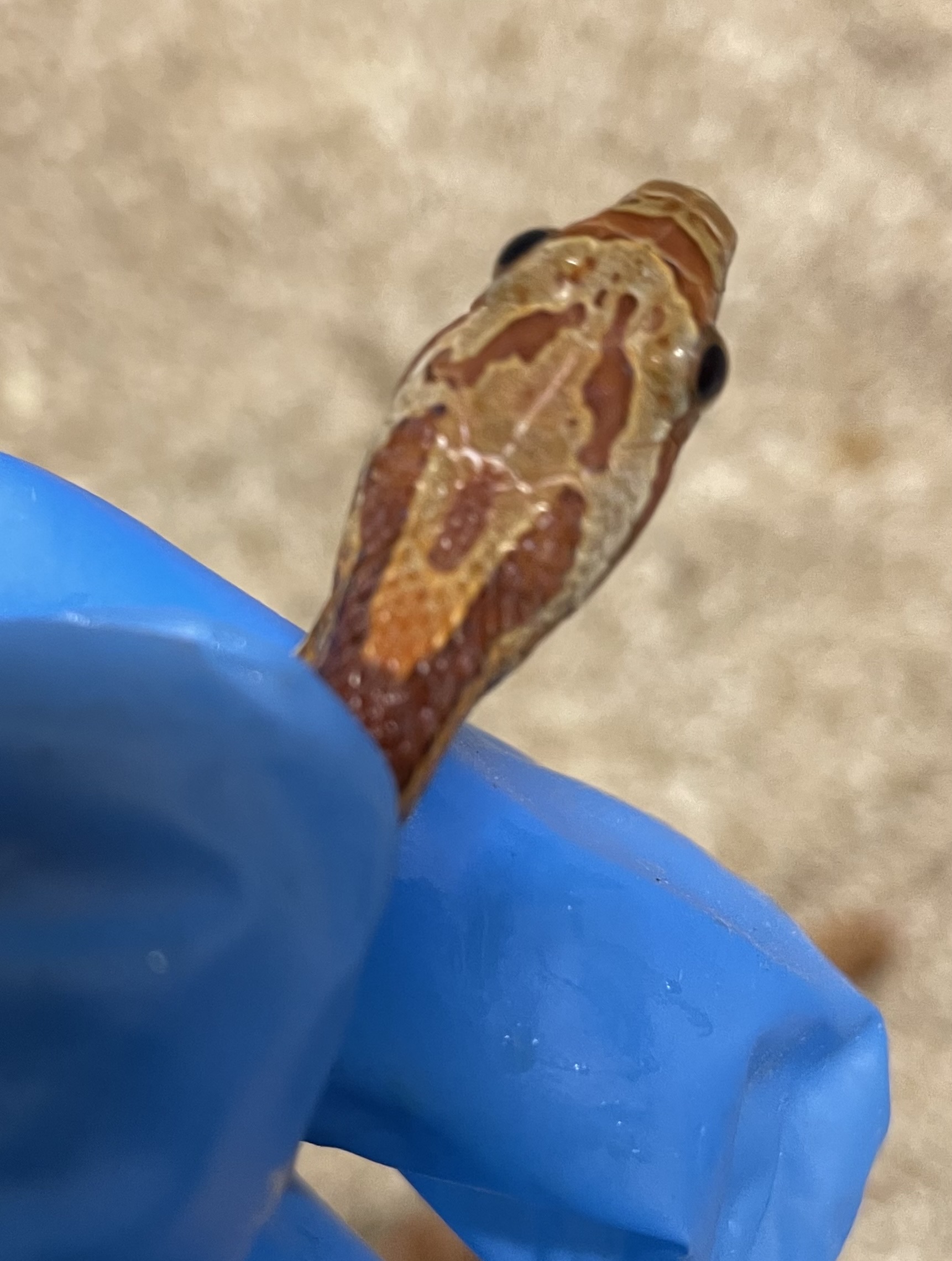 ♂️ DH Stripe Diffused Pos Hets Amel Caramel Sunkissed