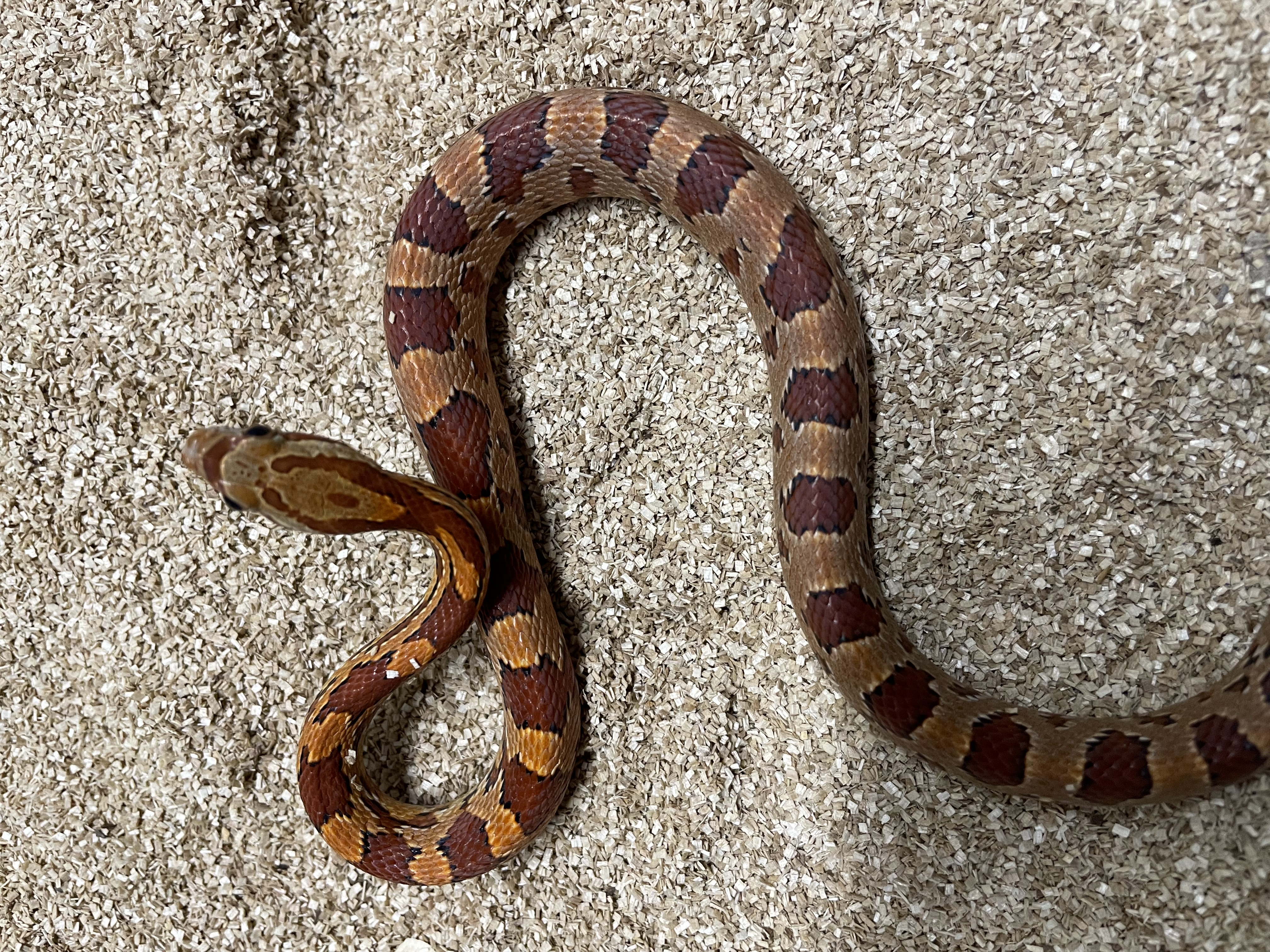 ♂️ DH Stripe Diffused Pos Hets Amel Caramel Sunkissed