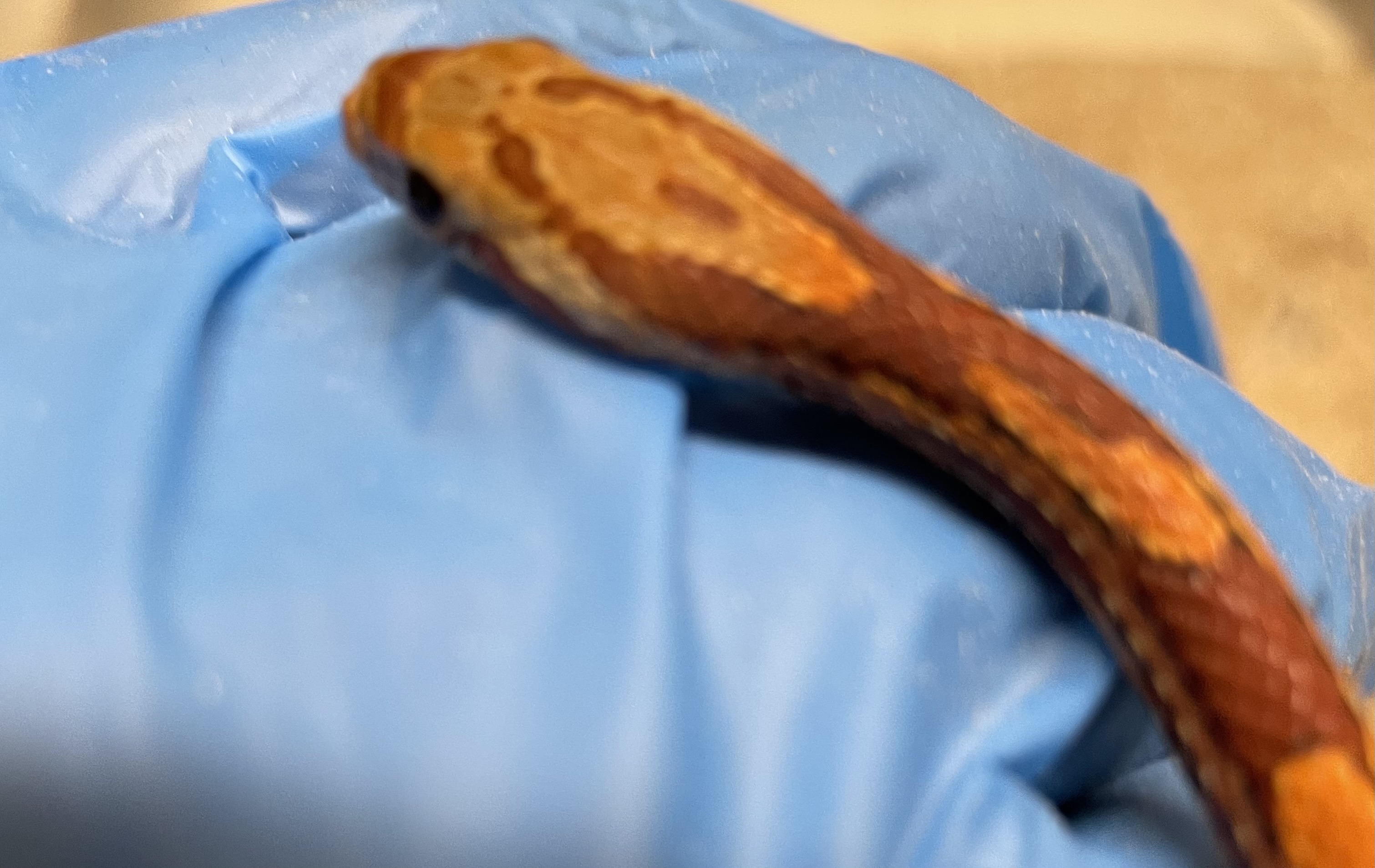 ♂️ DH Stripe Diffused Pos Hets Amel Caramel Sunkissed