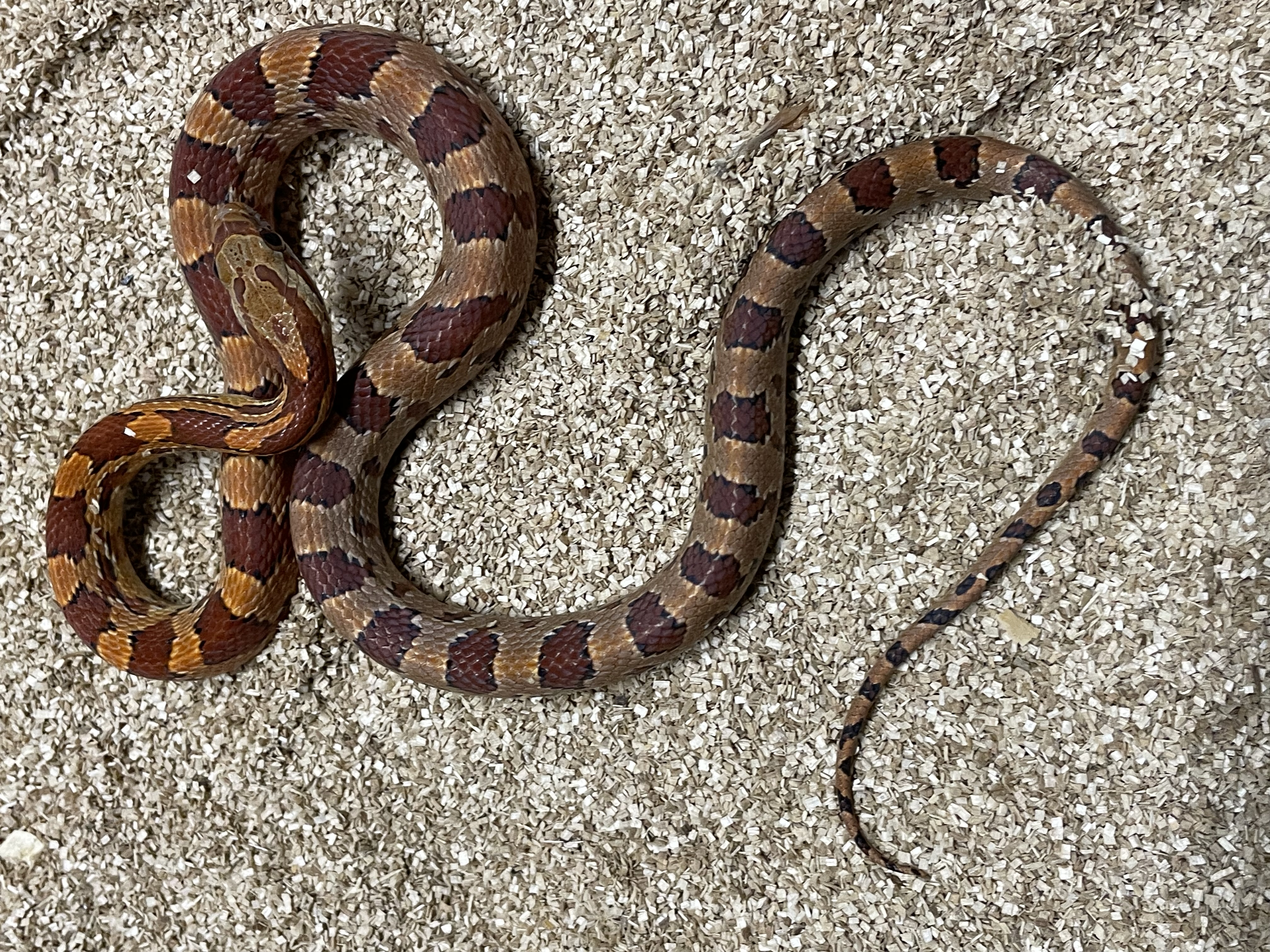 ♂️ DH Stripe Diffused Pos Hets Amel Caramel Sunkissed