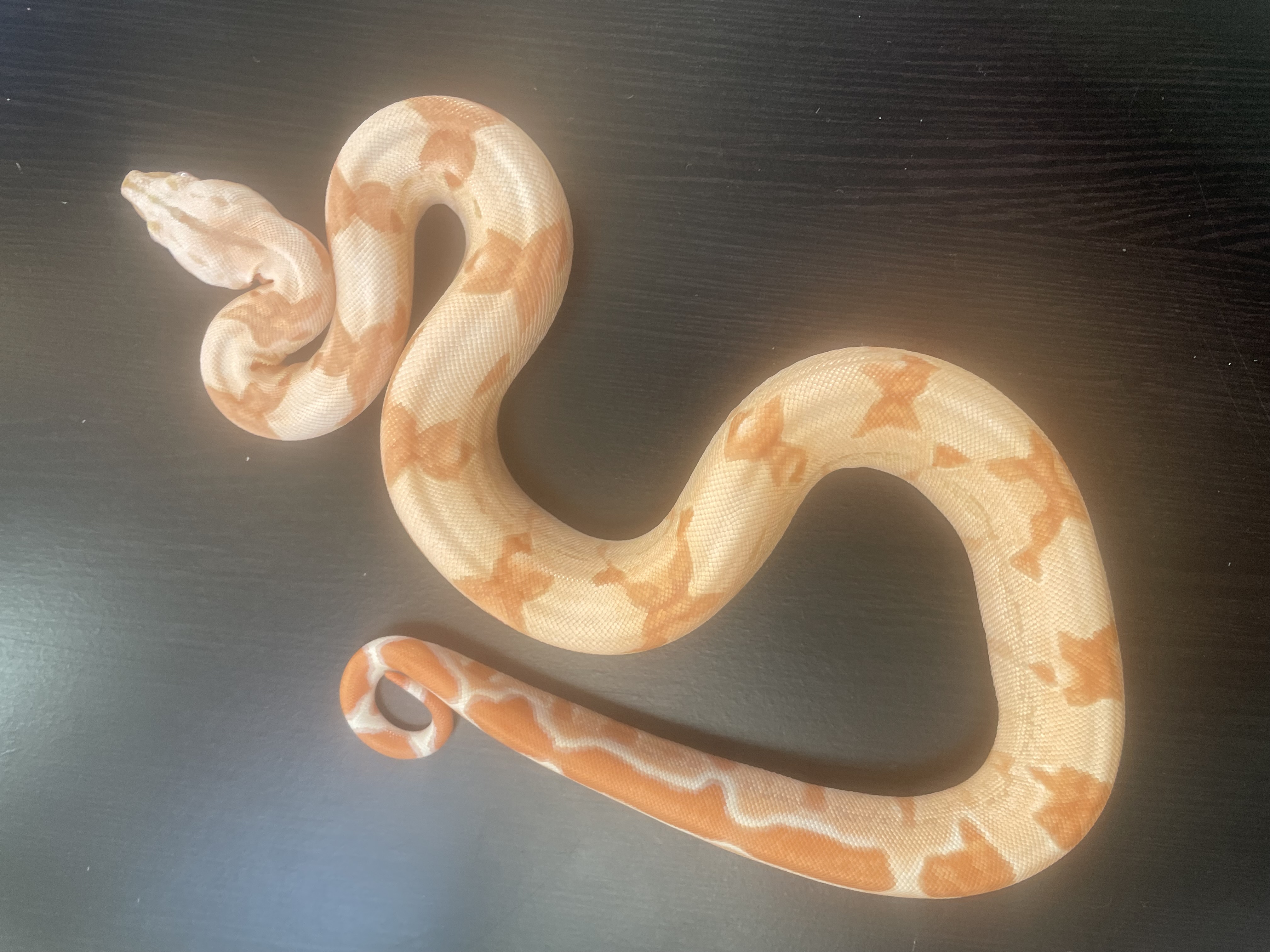 ♂️ Sunglow (Kahl/POS Super Hypo)
