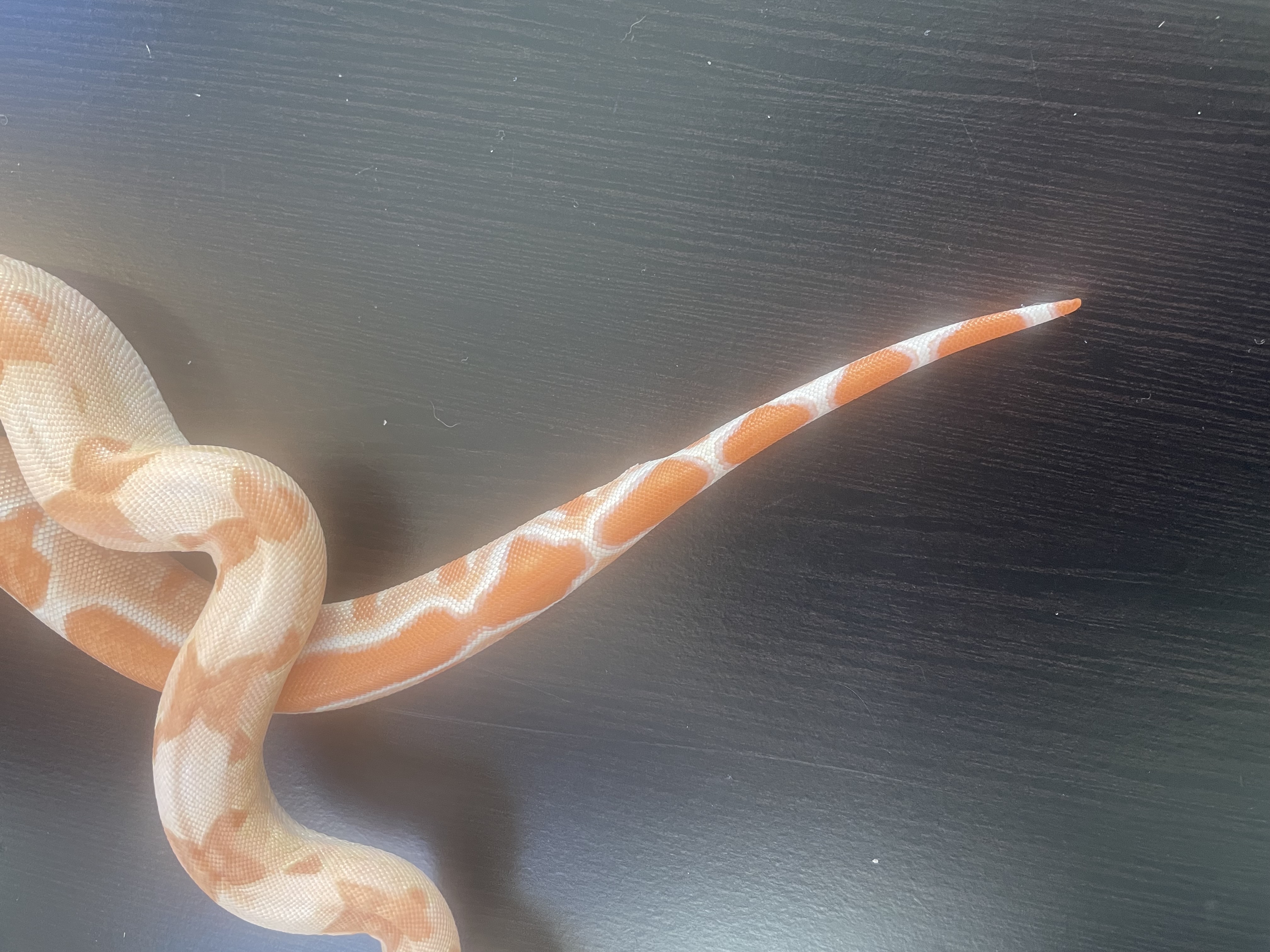 ♂️ Sunglow (Kahl/POS Super Hypo)