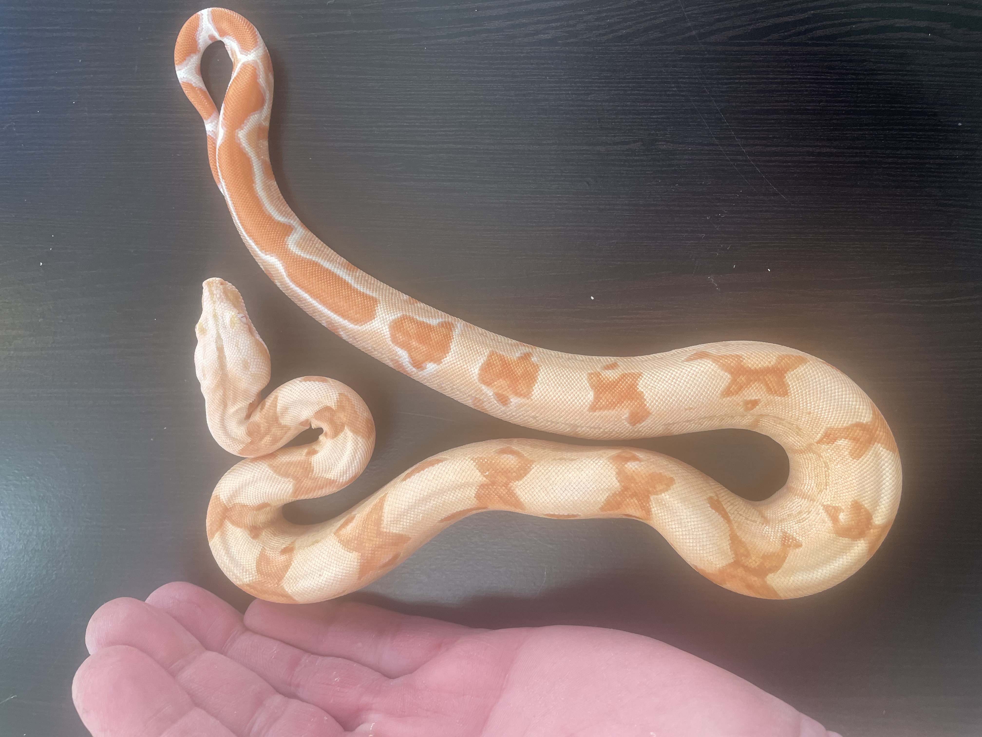 ♂️ Sunglow (Kahl/POS Super Hypo)