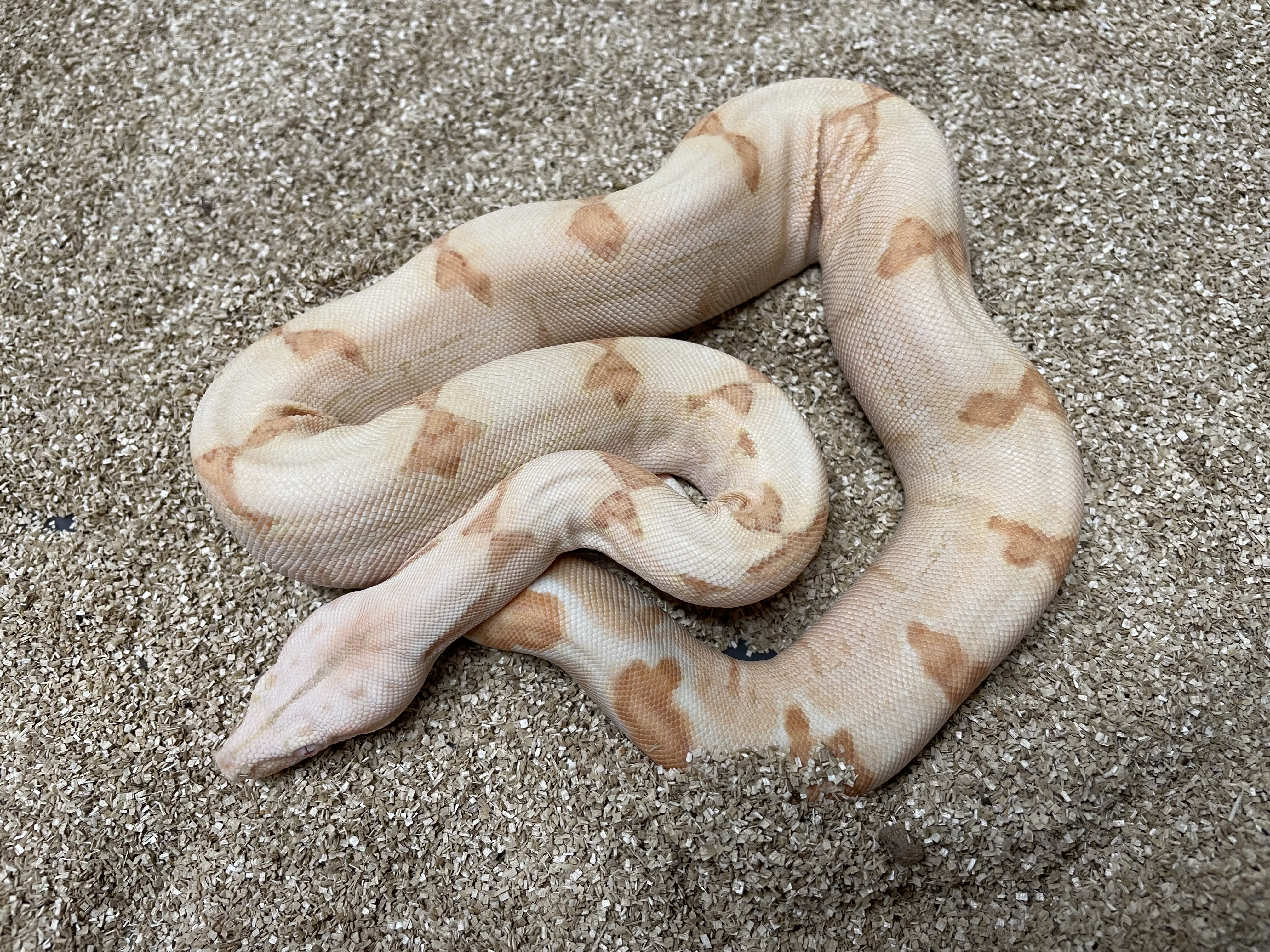 ♂️ Possible Super Sunglow (Kahl) Het Anery T1 (Het Moonglow)
