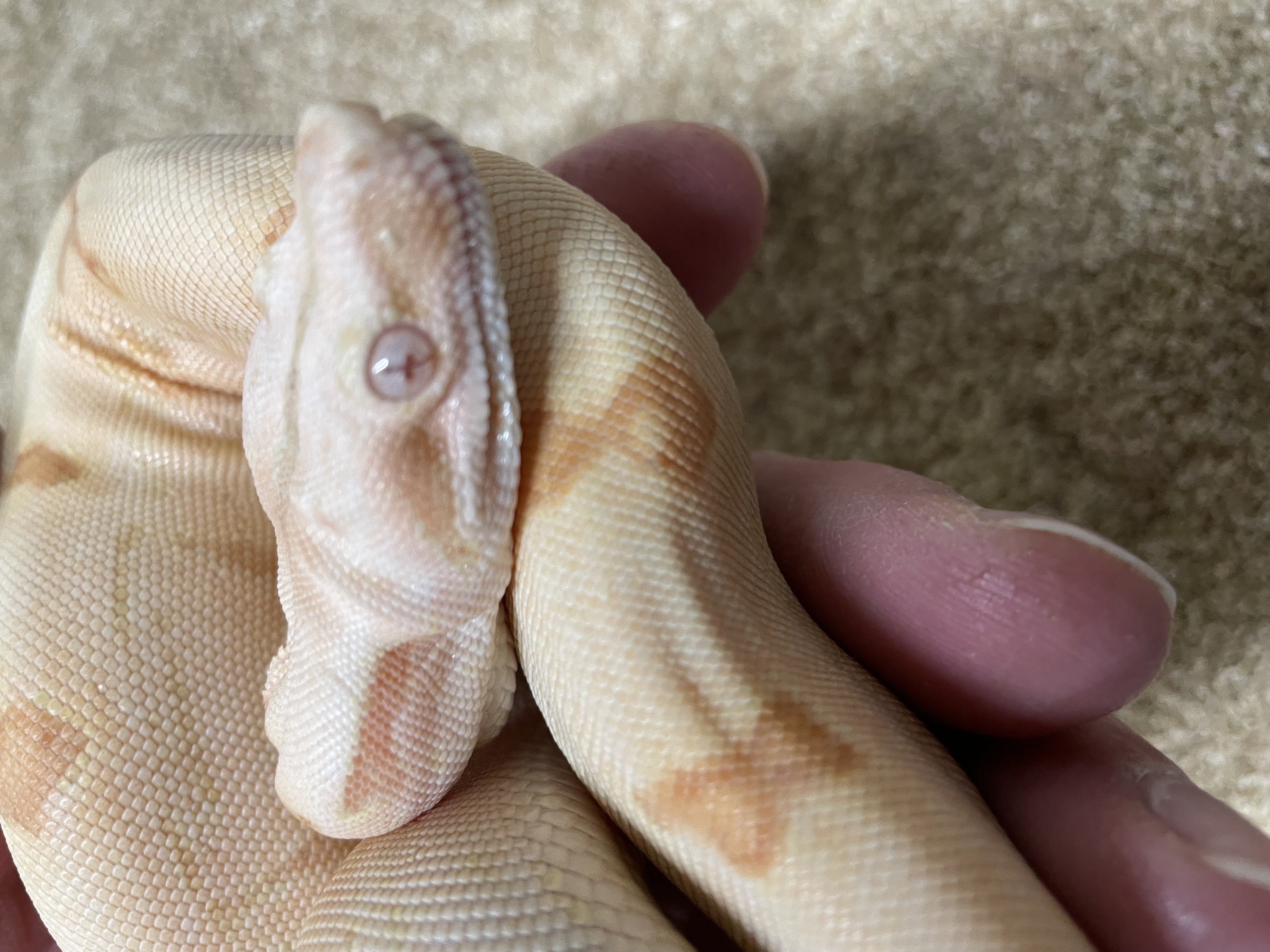 ♂️ Possible Super Sunglow (Kahl) Het Anery T1 (Het Moonglow)