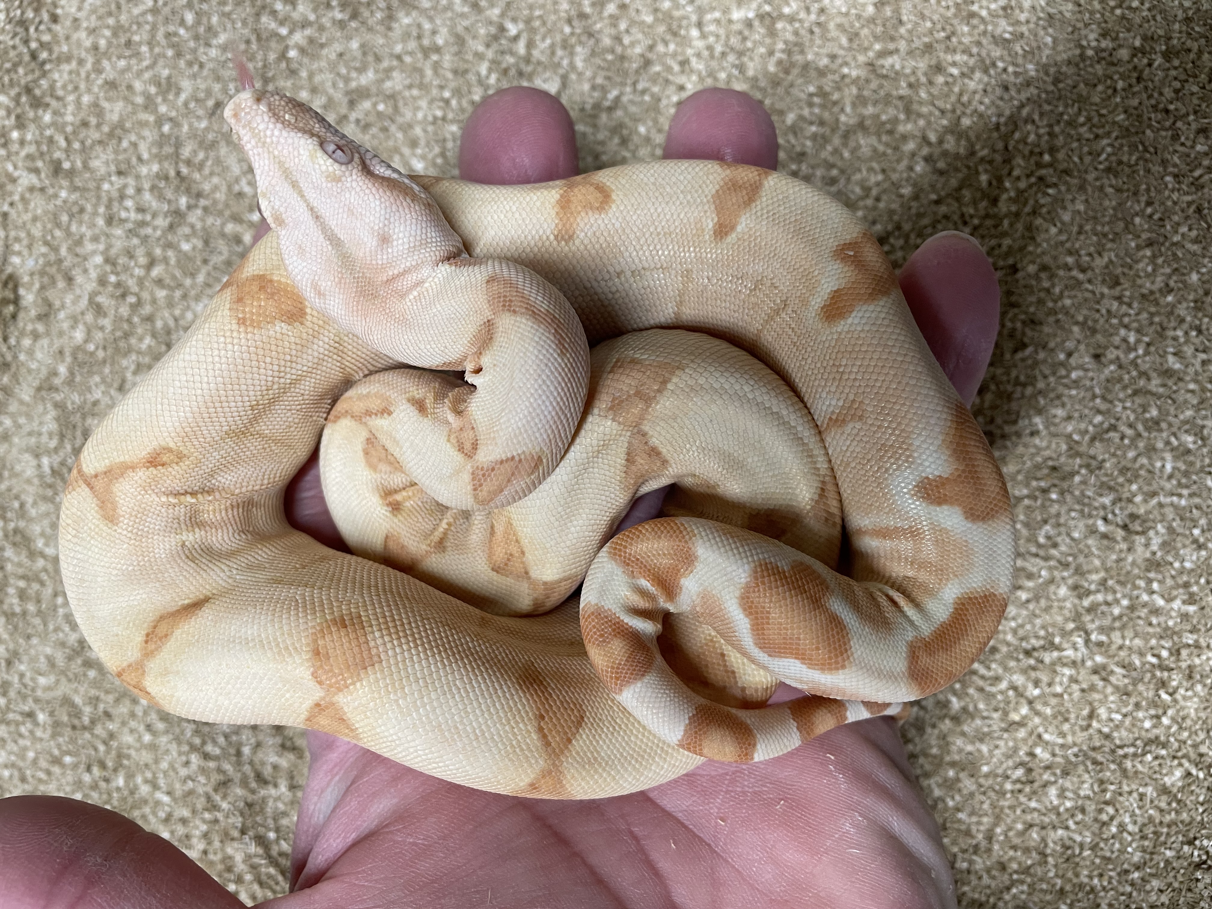 ♂️ Possible Super Sunglow (Kahl) Het Anery T1 (Het Moonglow)