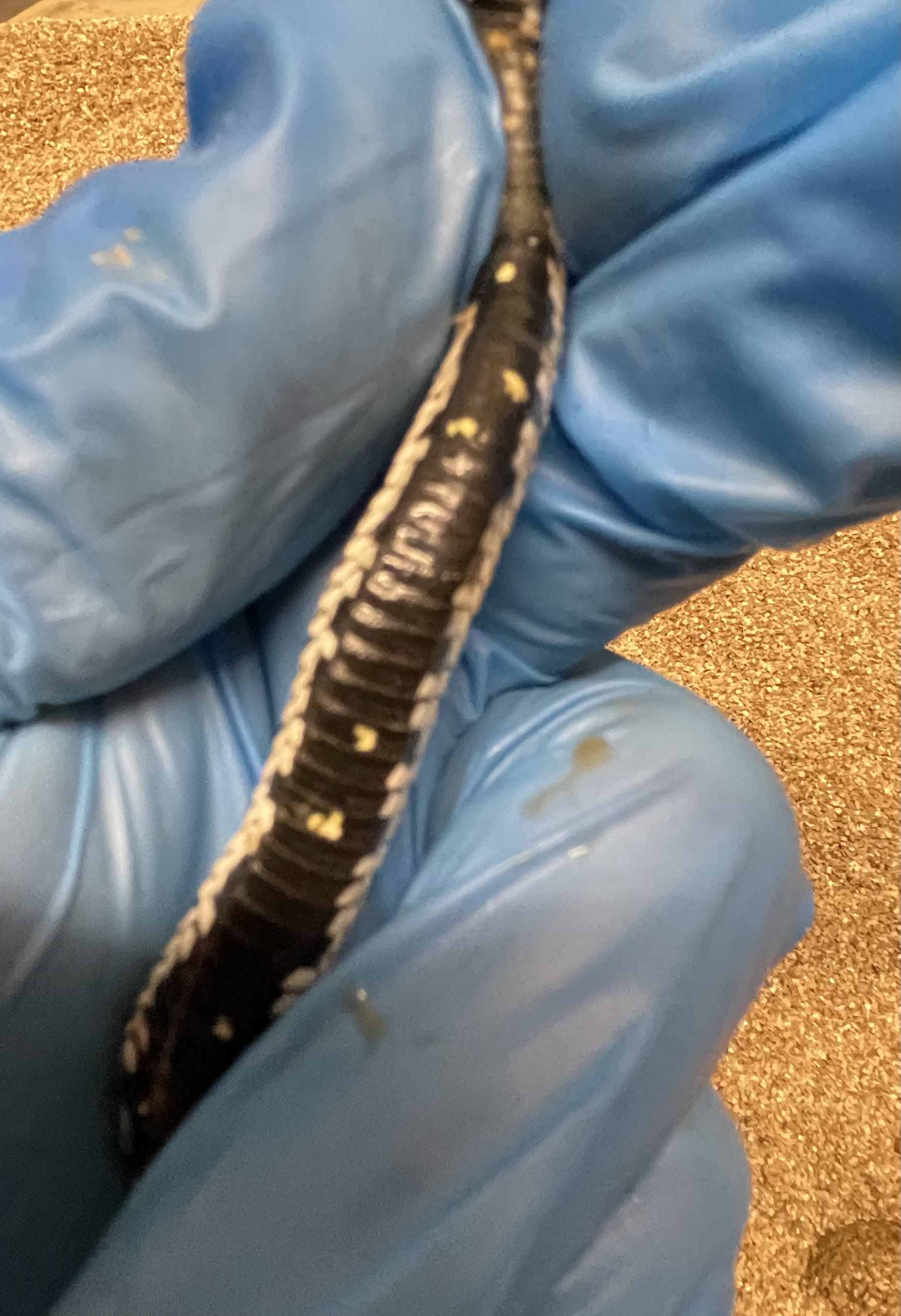 ♀️ Arctic 66% Het Albino