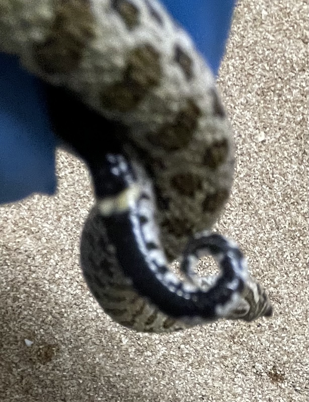 ♀️ Arctic 66% Het Albino